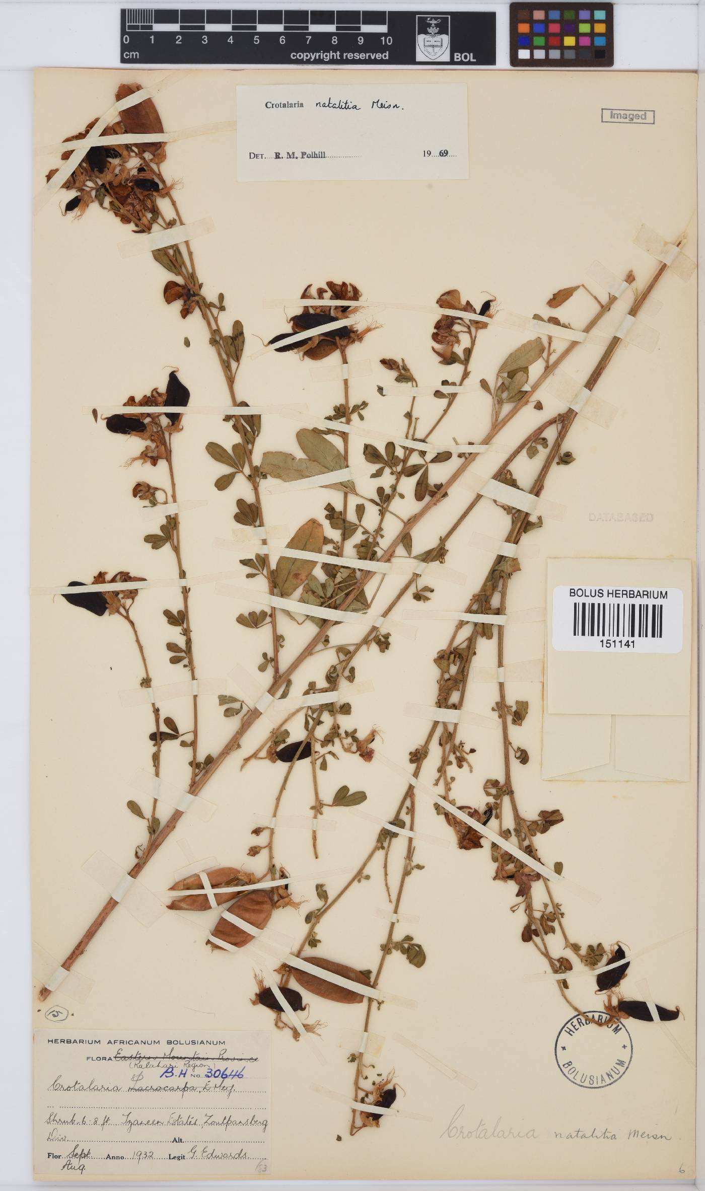 Crotalaria natalitia var. natalitia image