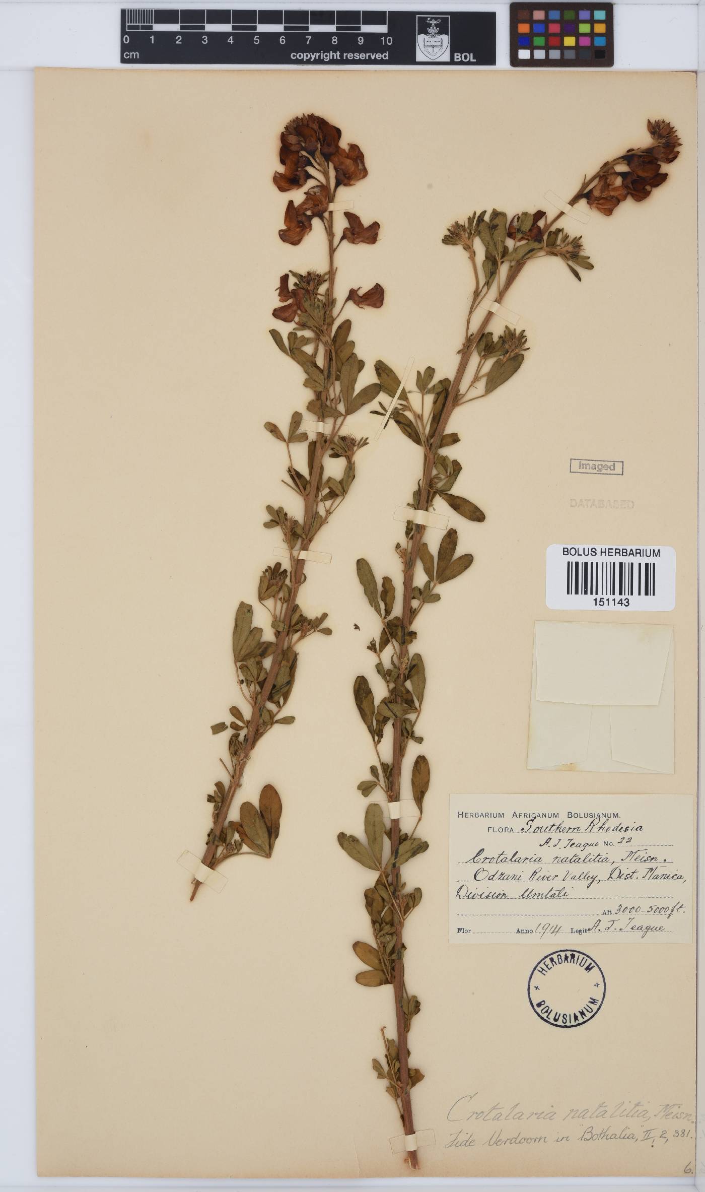 Crotalaria natalitia image