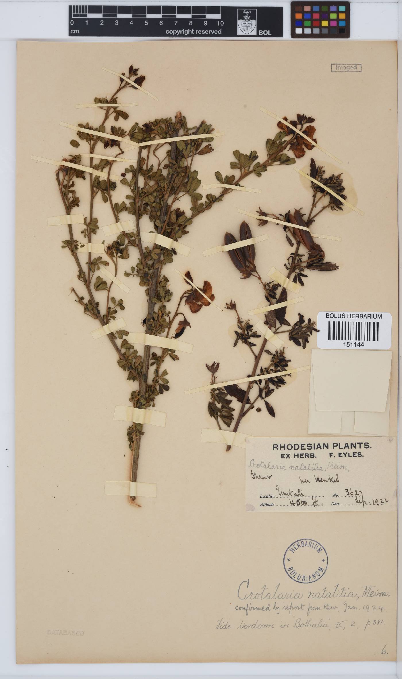 Crotalaria natalitia image