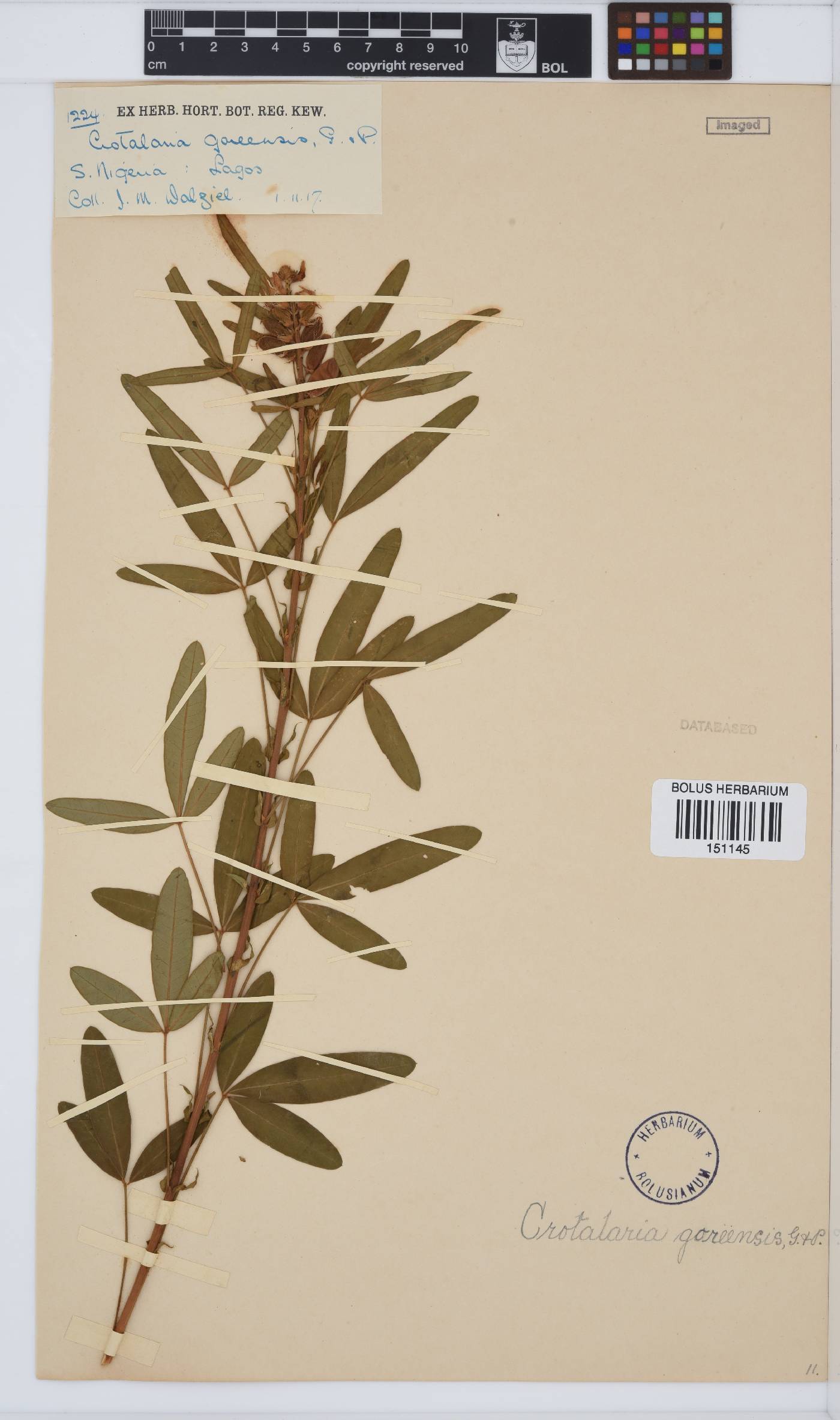 Crotalaria goreensis image