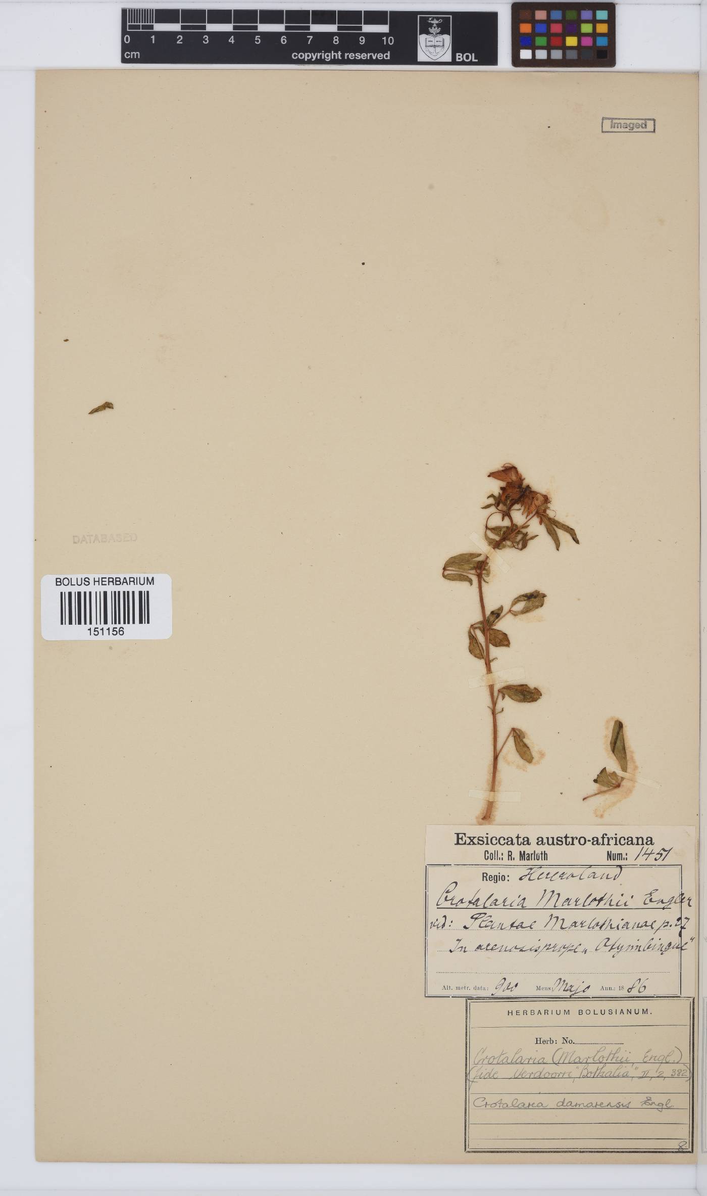 Crotalaria damarensis image