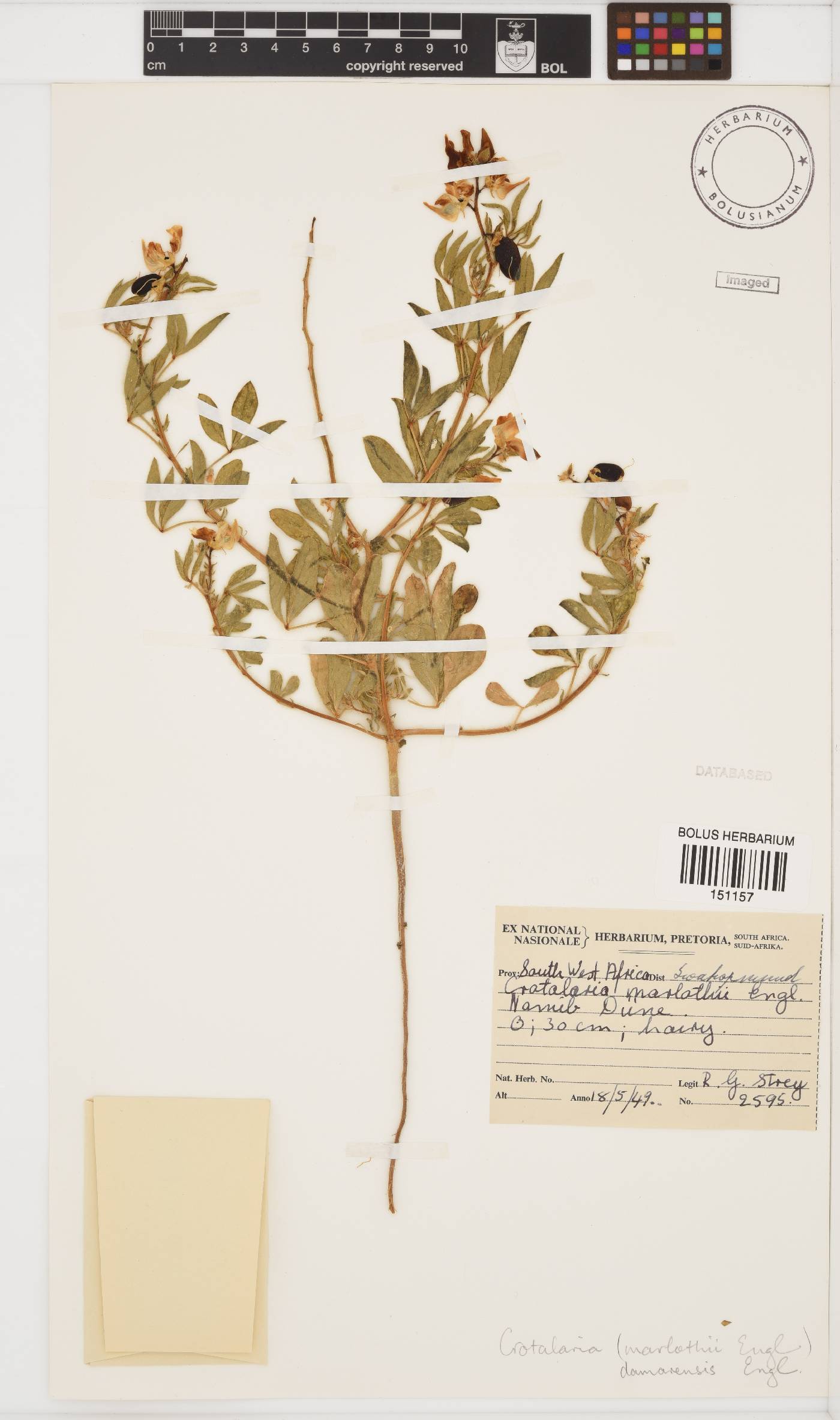 Crotalaria damarensis image