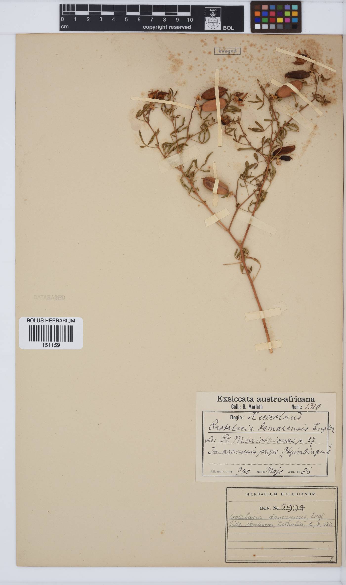 Crotalaria damarensis image