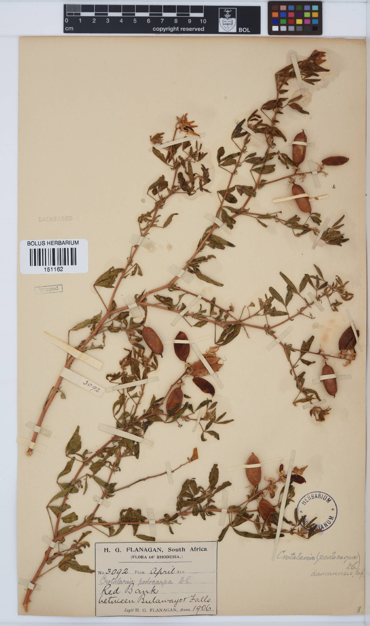 Crotalaria damarensis image