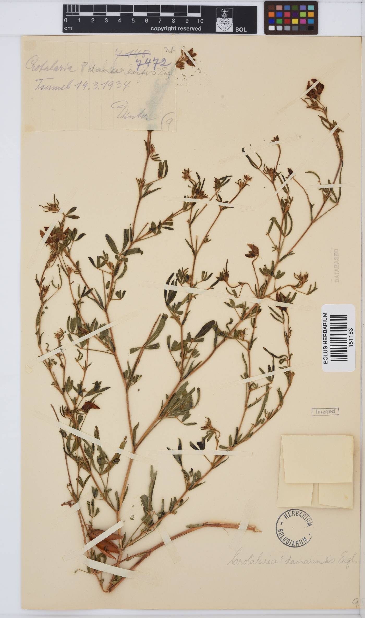Crotalaria damarensis image