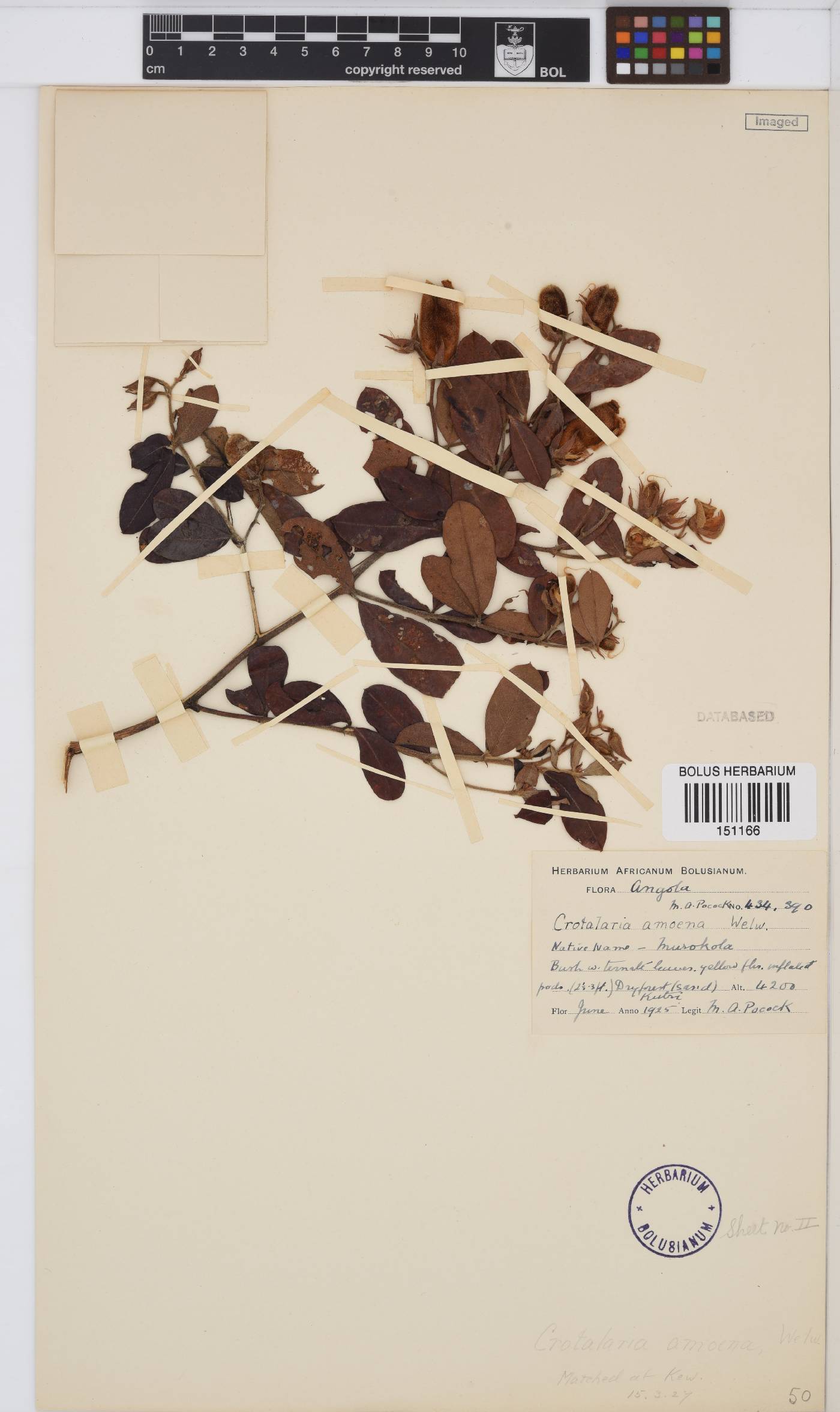Crotalaria amoena image