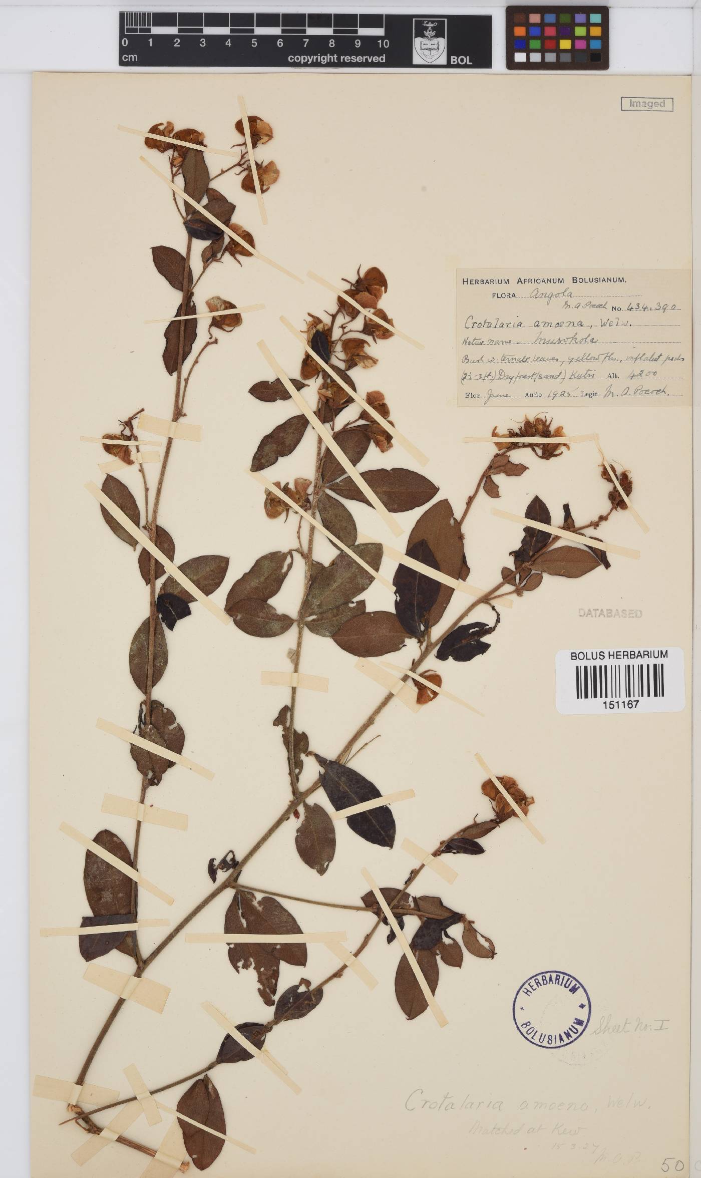 Crotalaria amoena image
