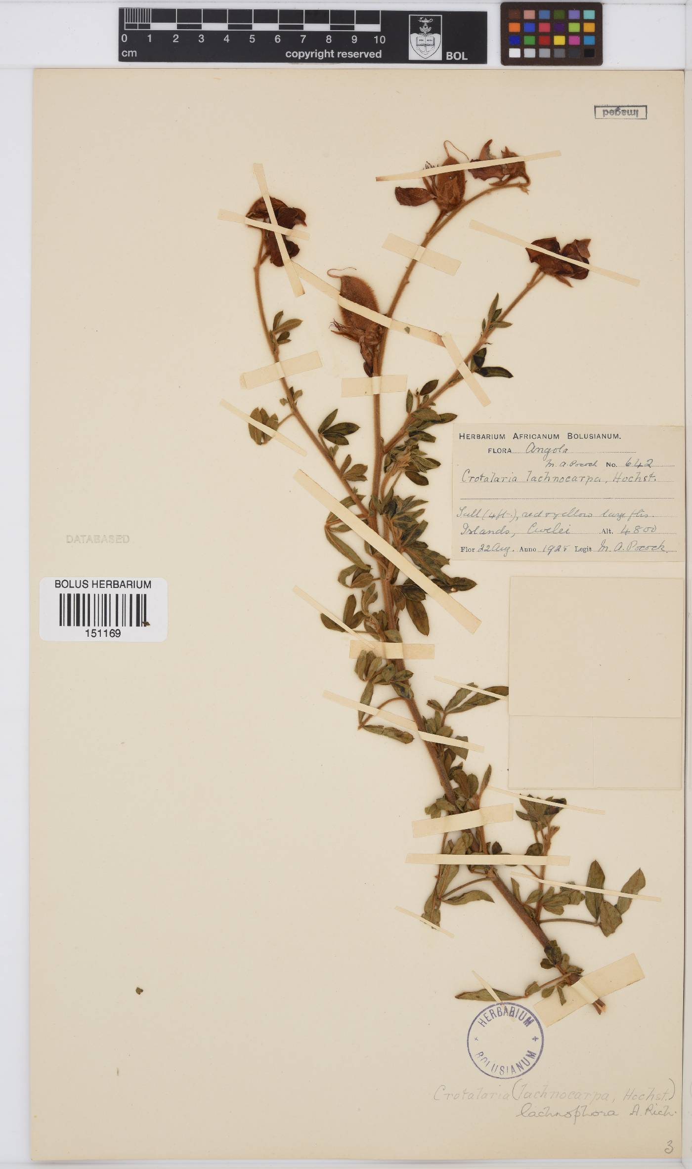 Crotalaria lachnophora image