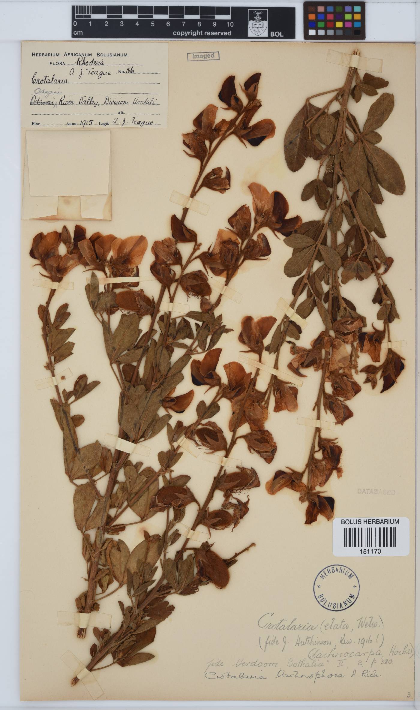 Crotalaria lachnophora image