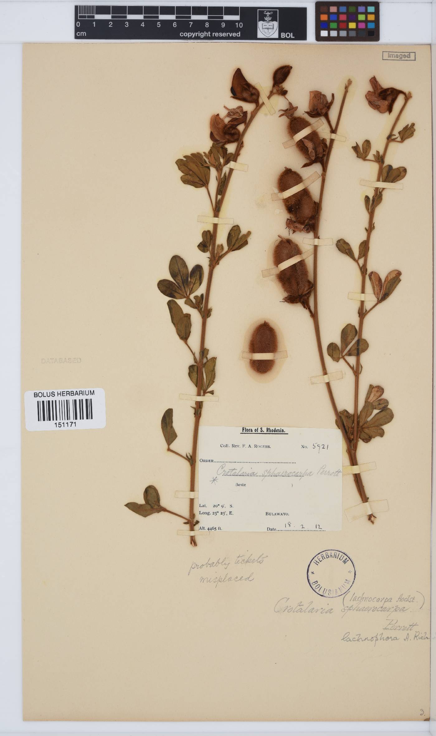 Crotalaria lachnophora image