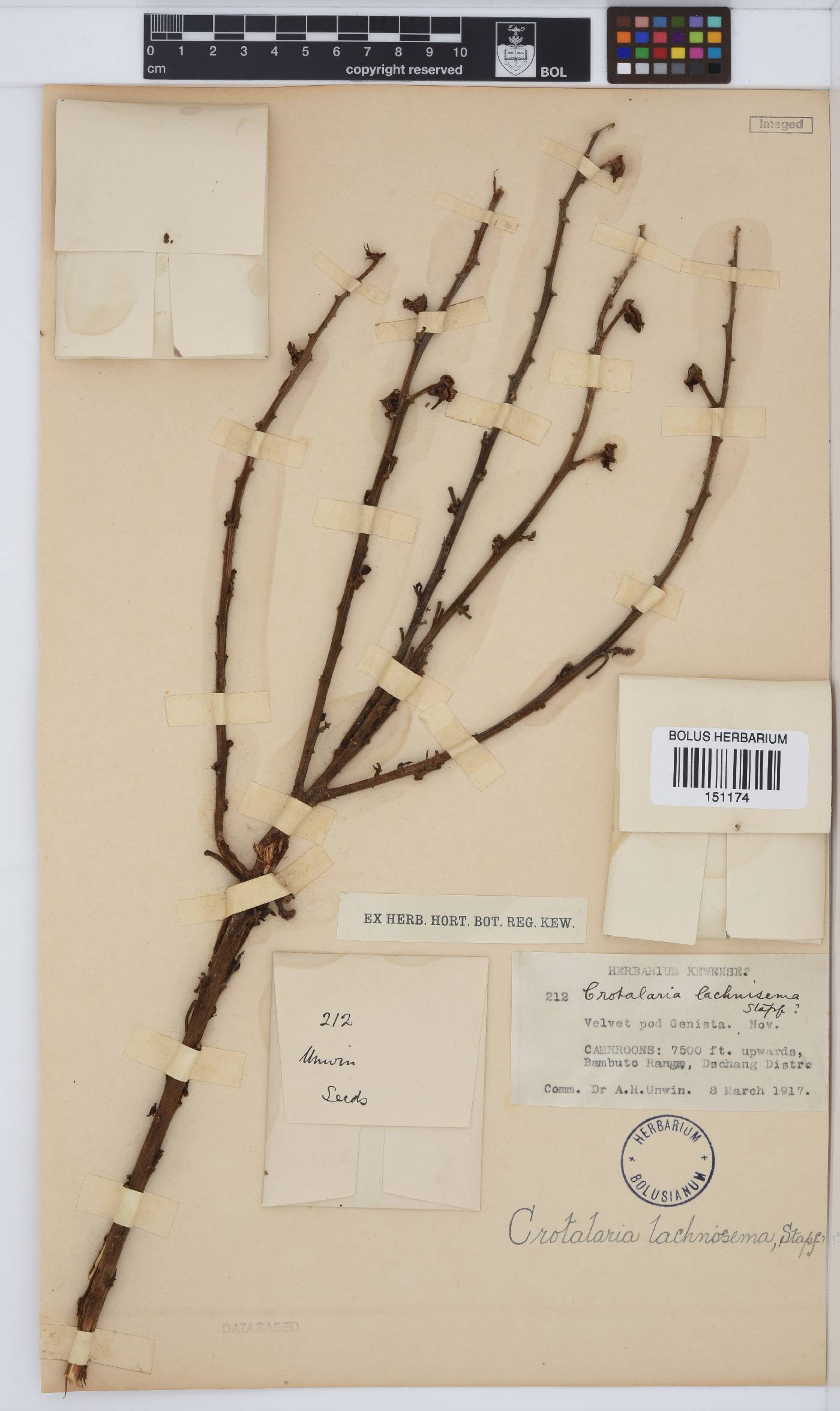 Crotalaria lachnosema image