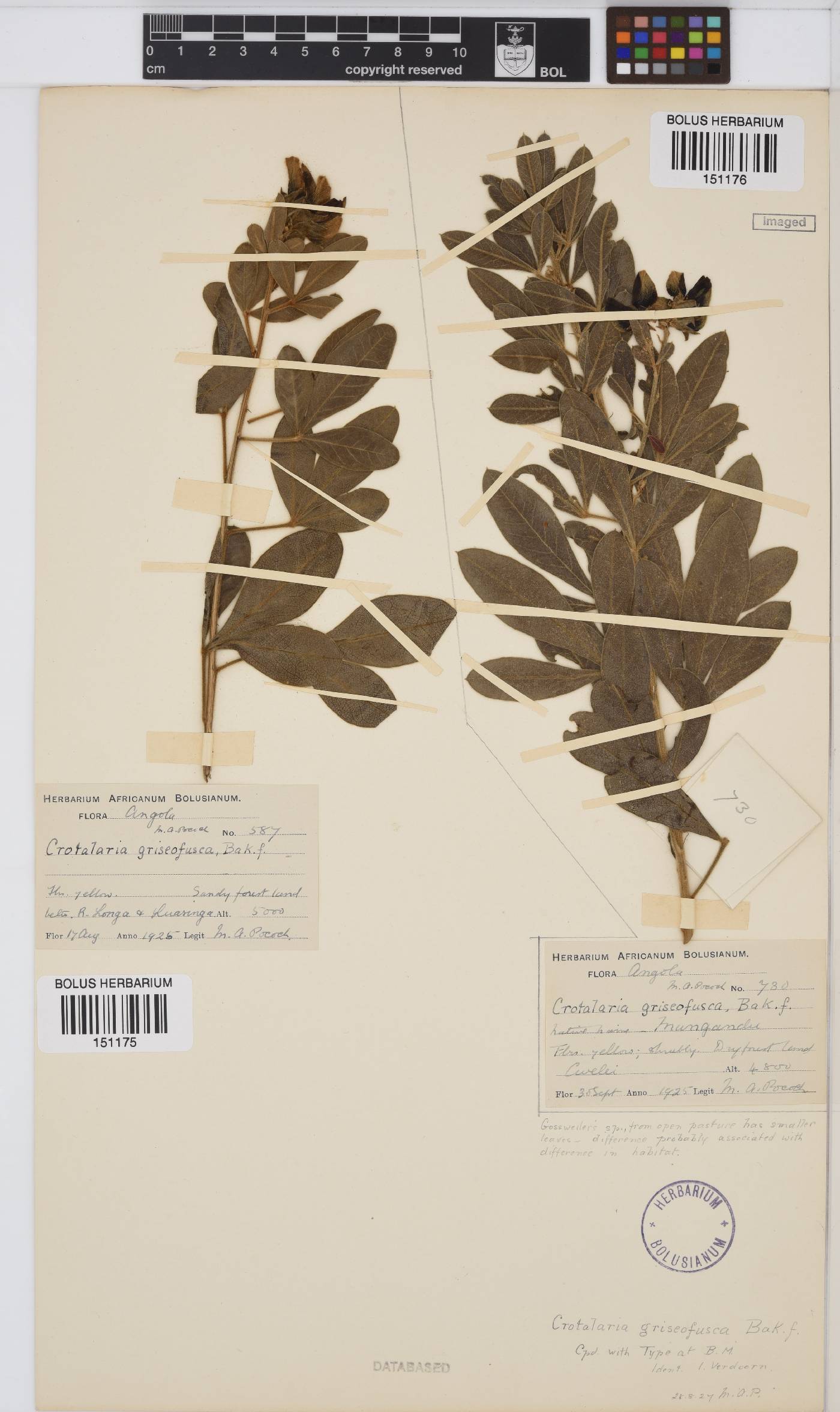 Crotalaria griseofusca image