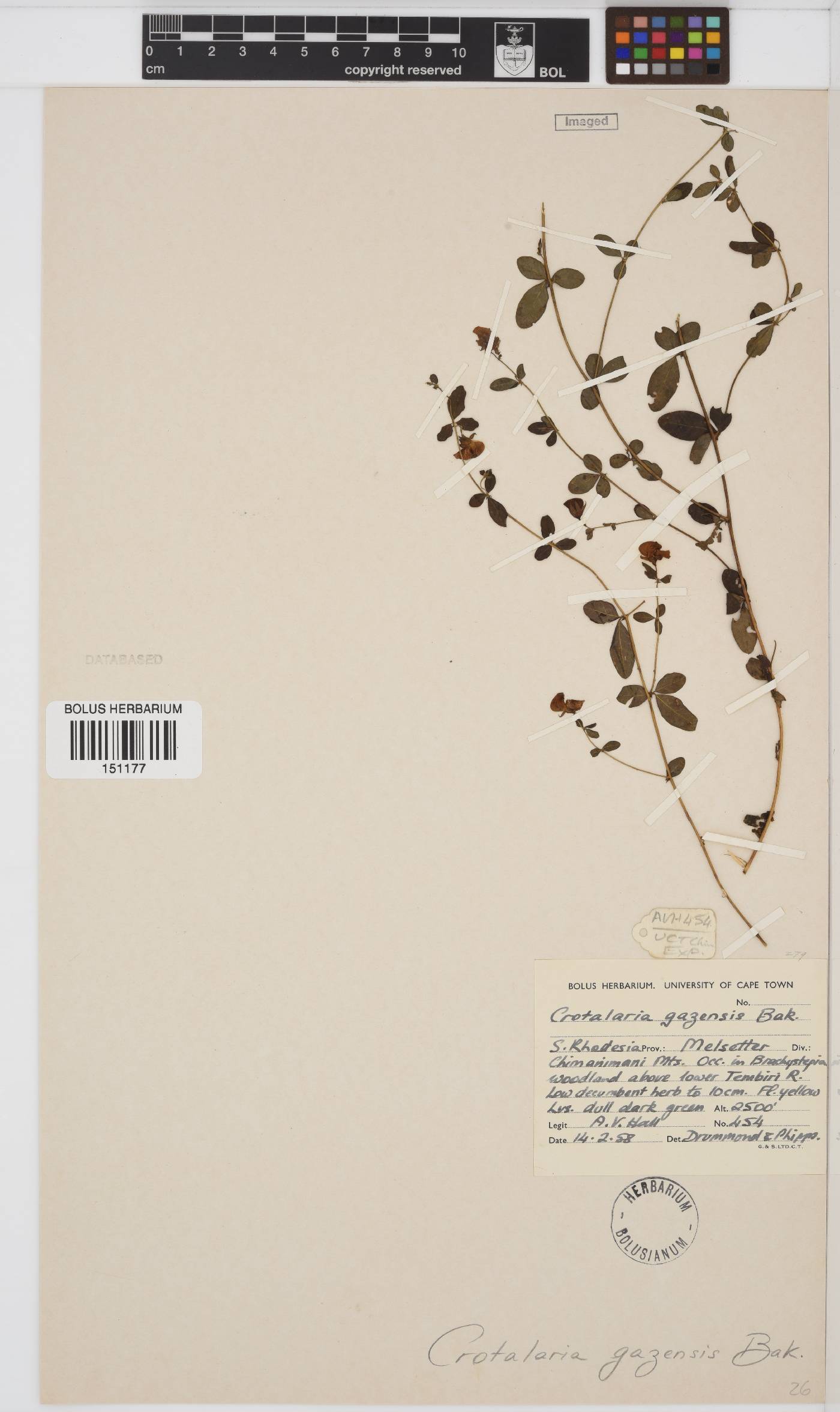 Crotalaria gazensis image