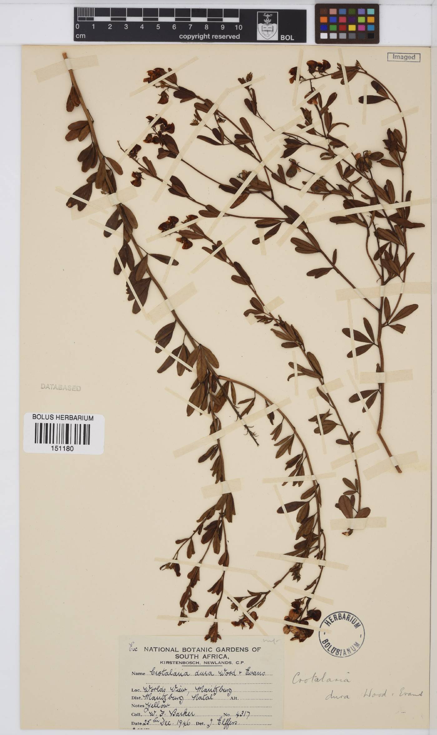 Crotalaria dura subsp. dura image