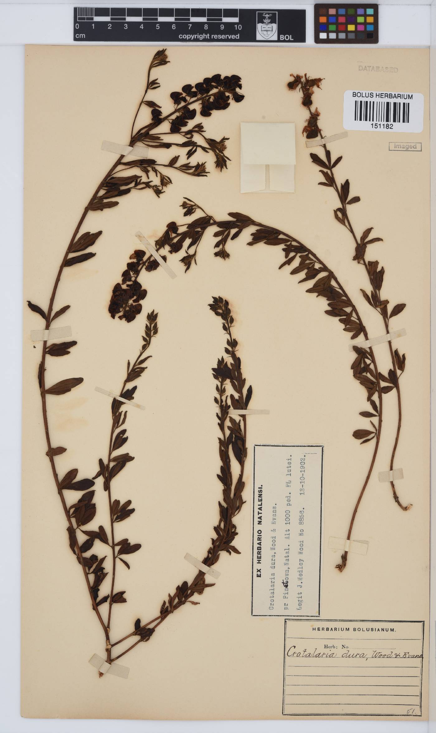 Crotalaria dura image