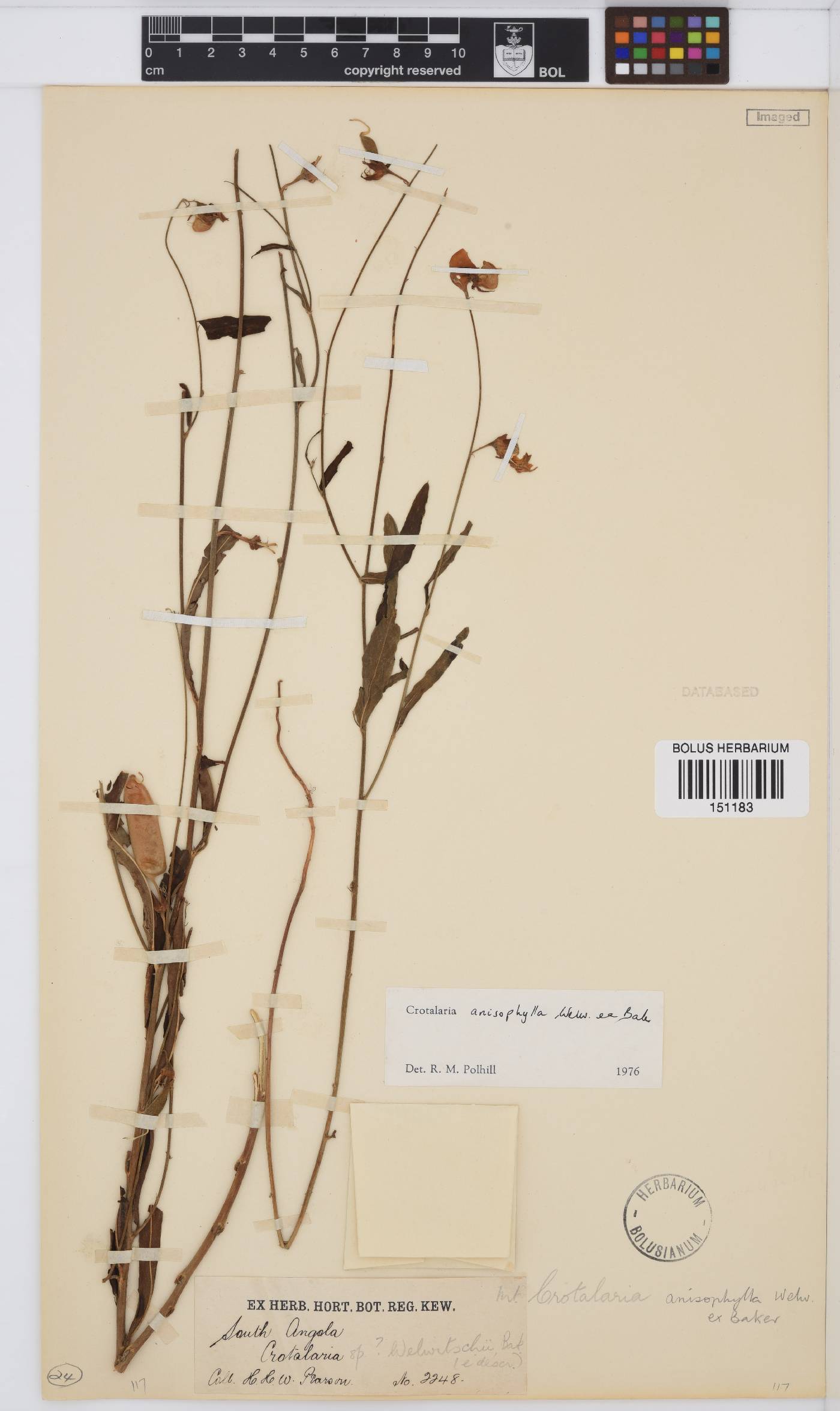 Crotalaria anisophylla image