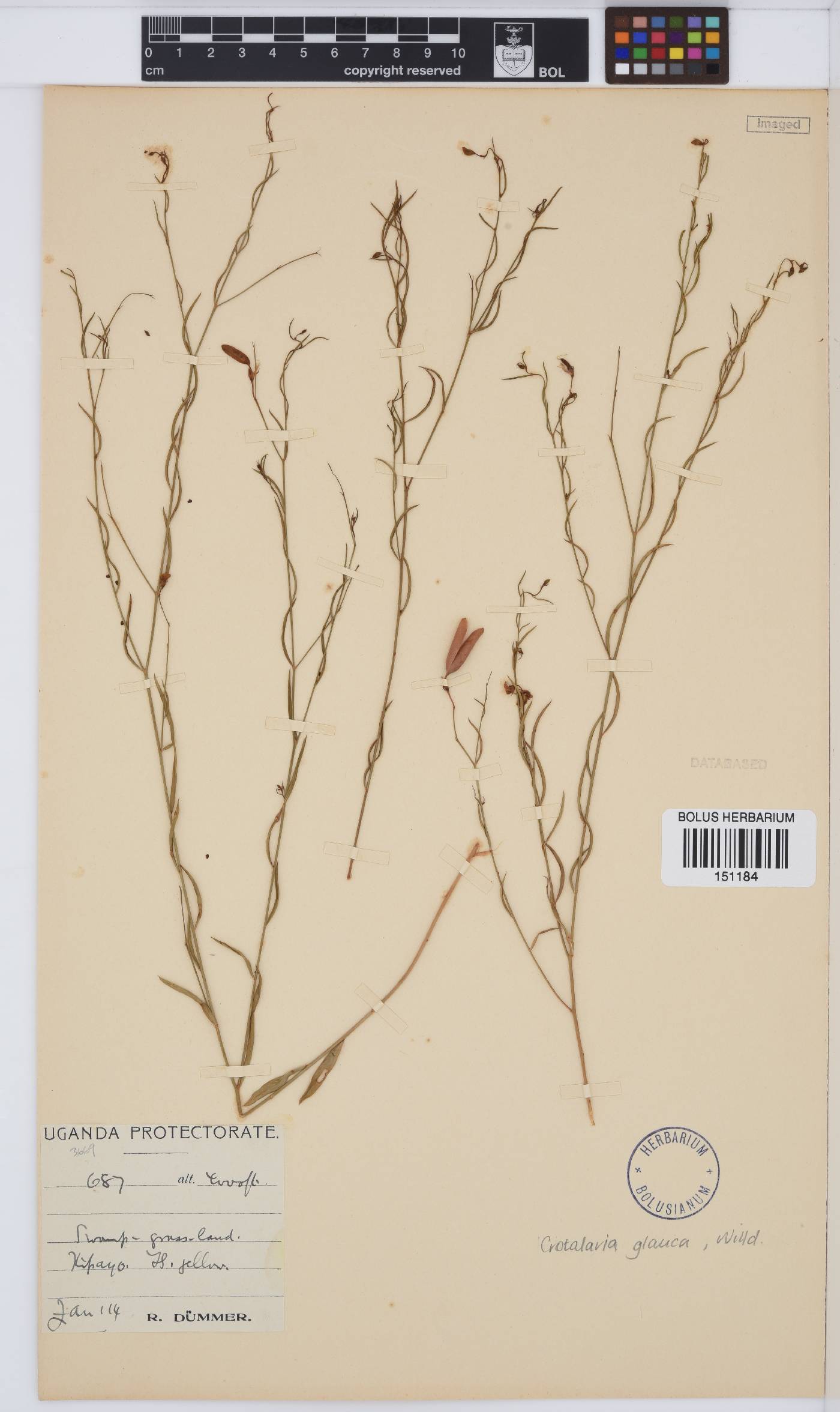 Crotalaria glauca image