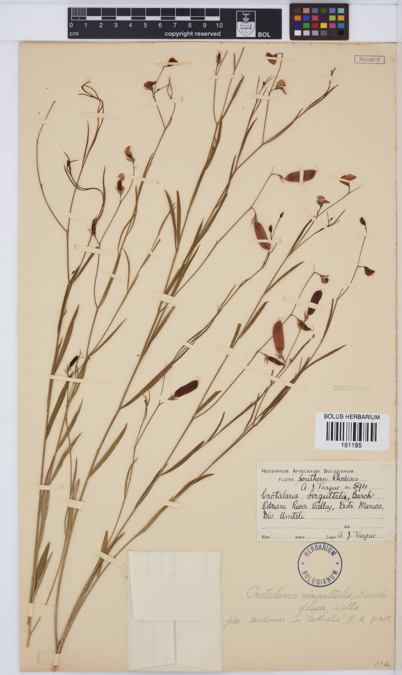 Crotalaria glauca image