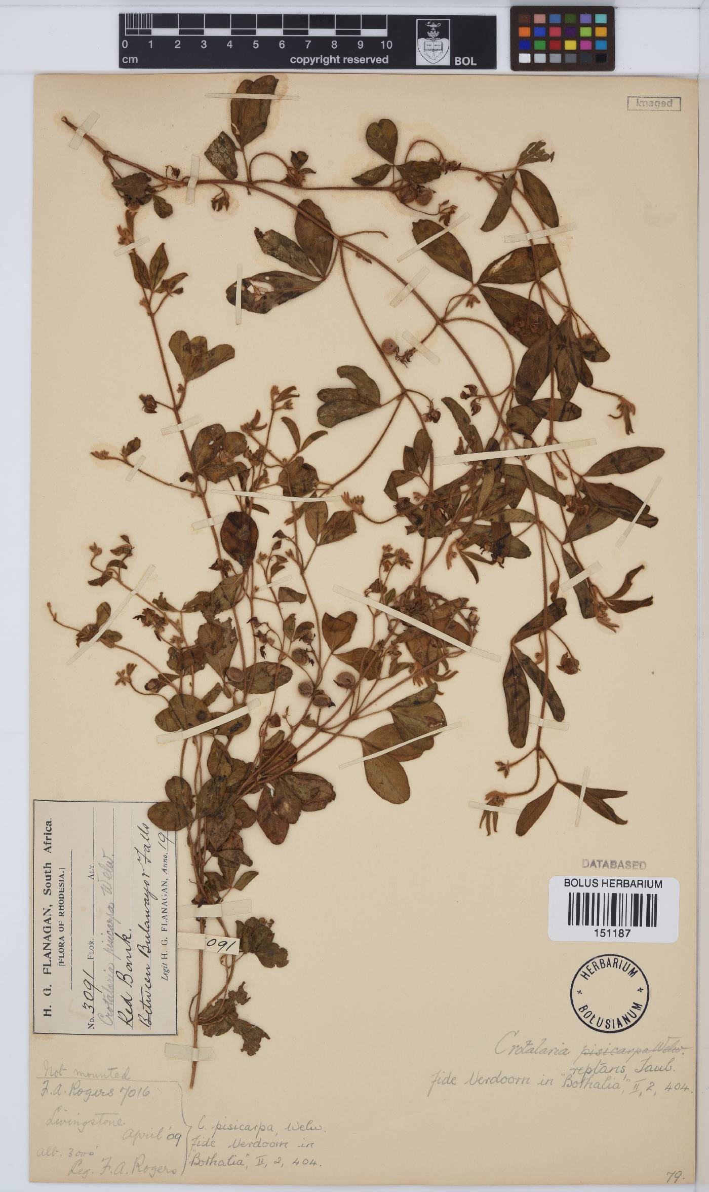 Crotalaria reptans image