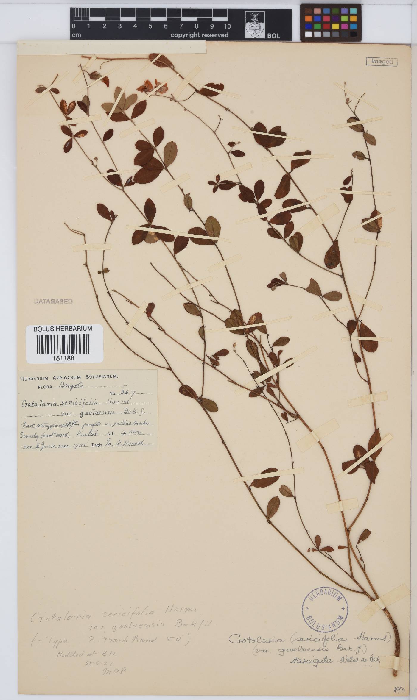 Crotalaria thaumasiophylla image