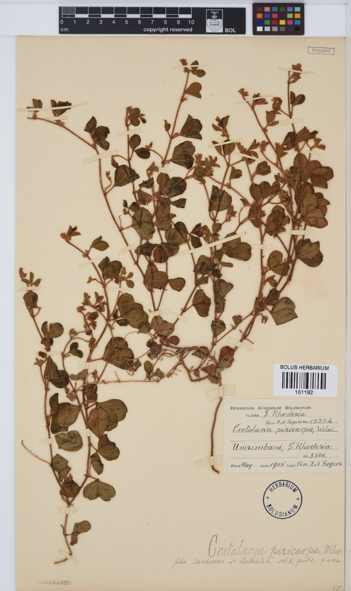 Crotalaria pisicarpa image