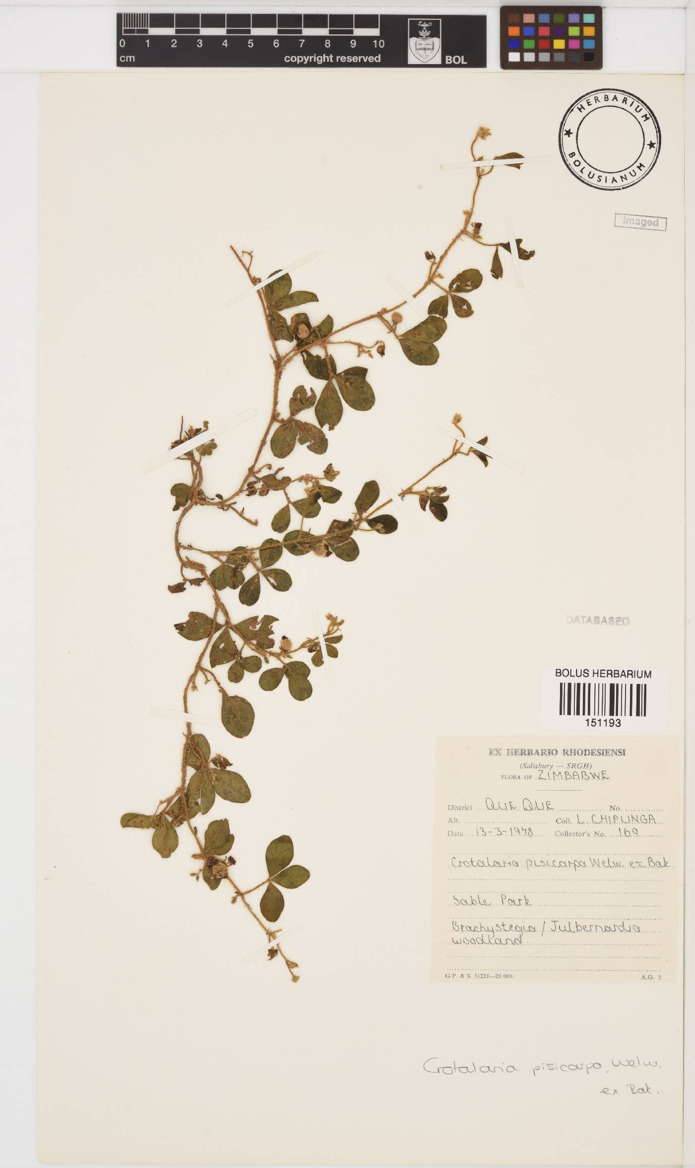 Crotalaria pisicarpa image