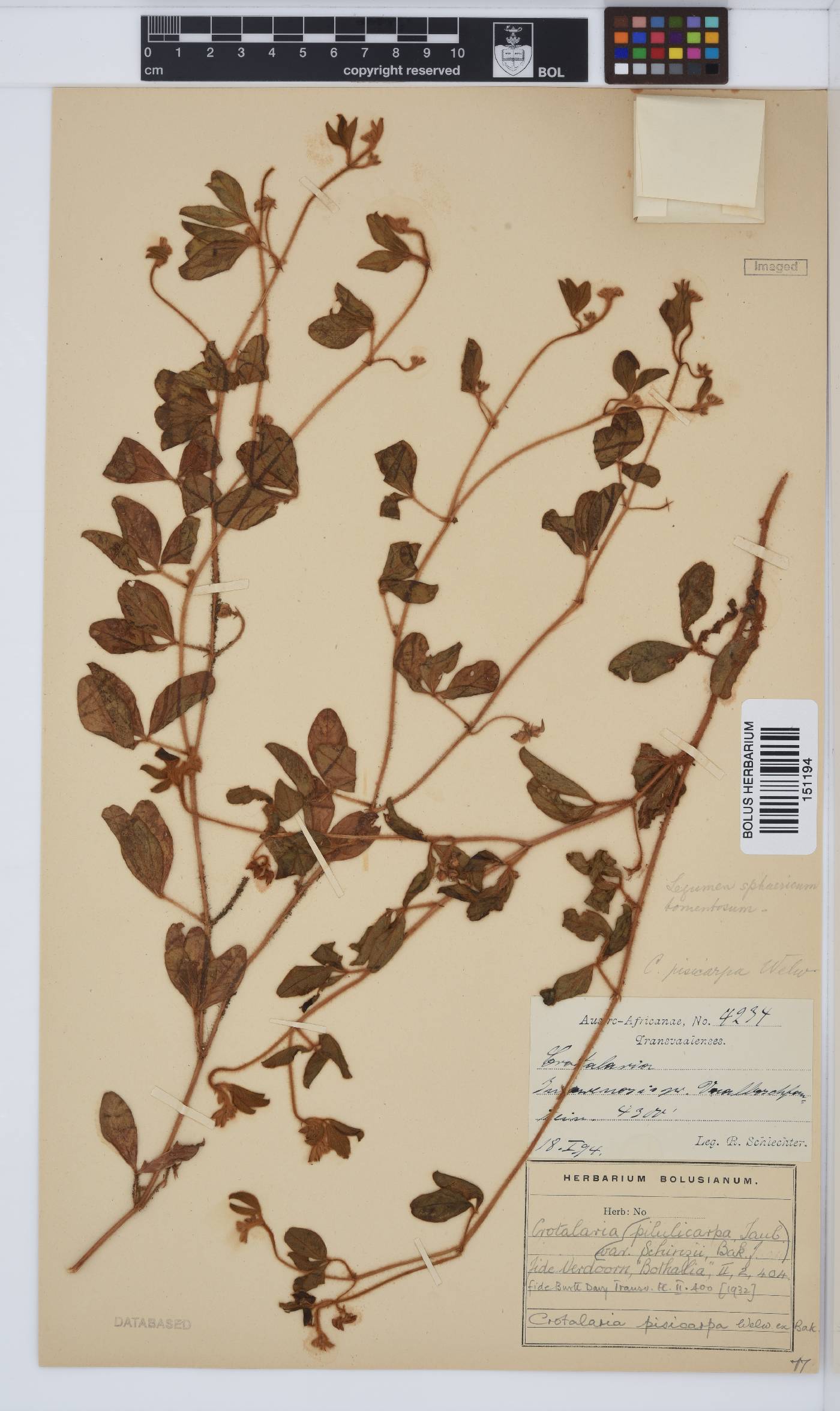 Crotalaria pisicarpa image