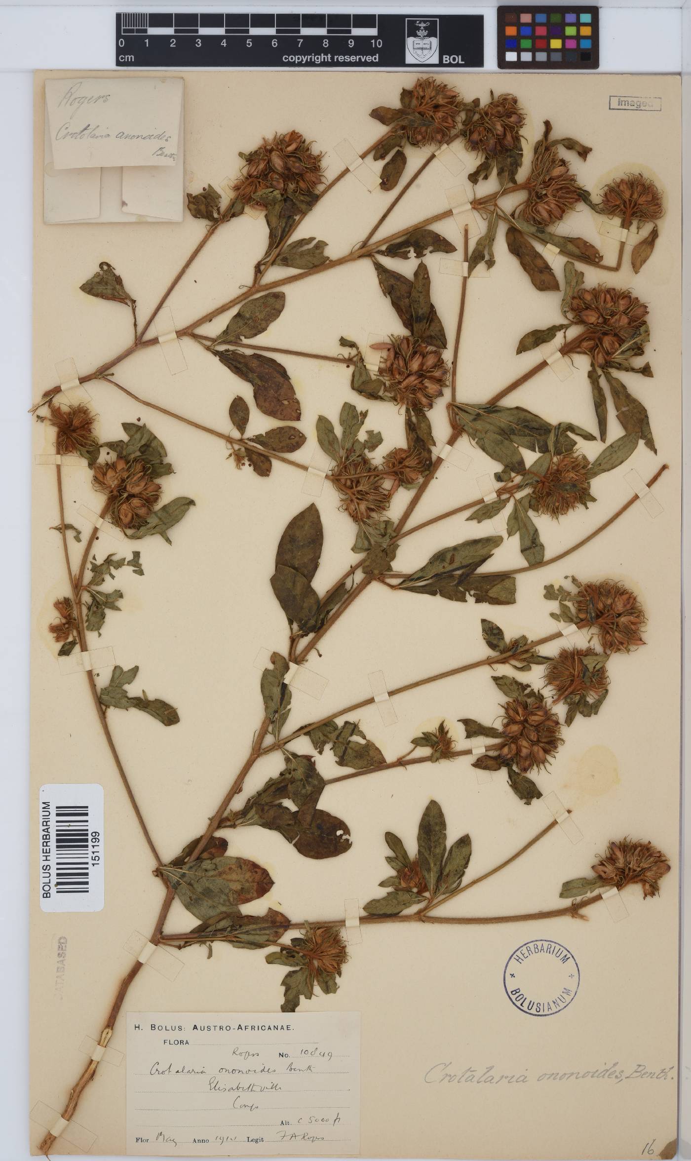 Crotalaria ononoides image