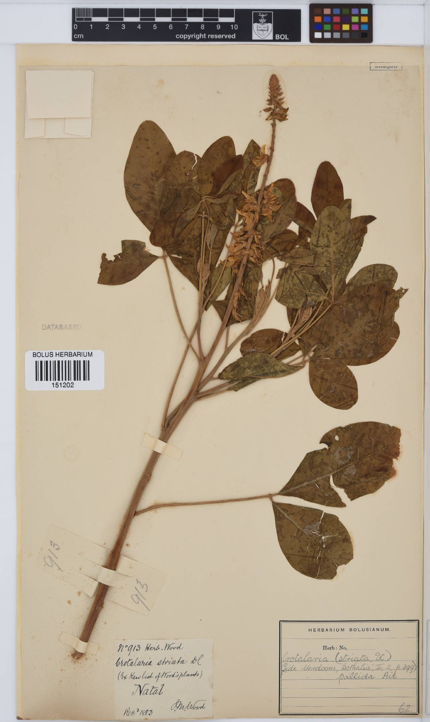 Crotalaria pallida image