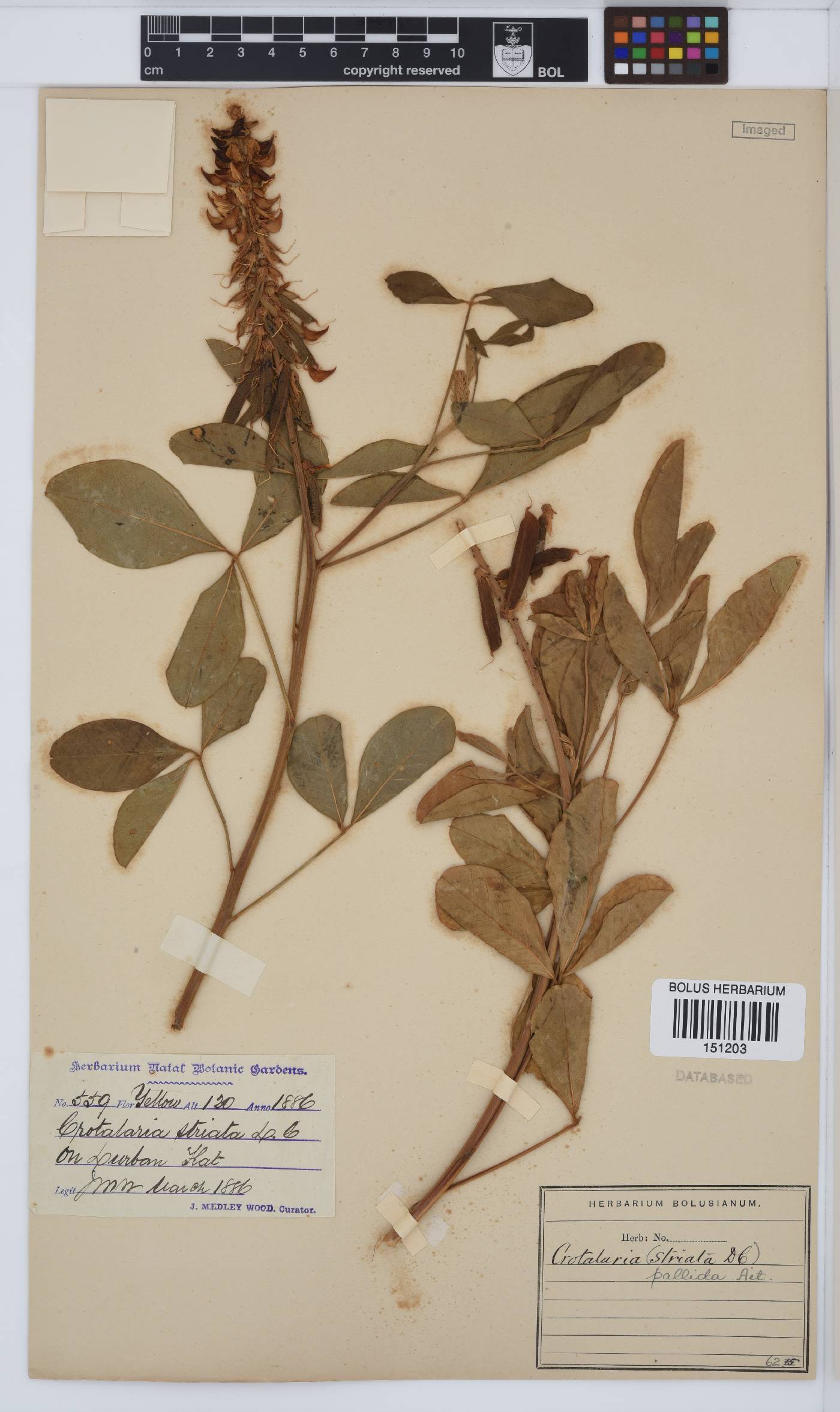 Crotalaria pallida image