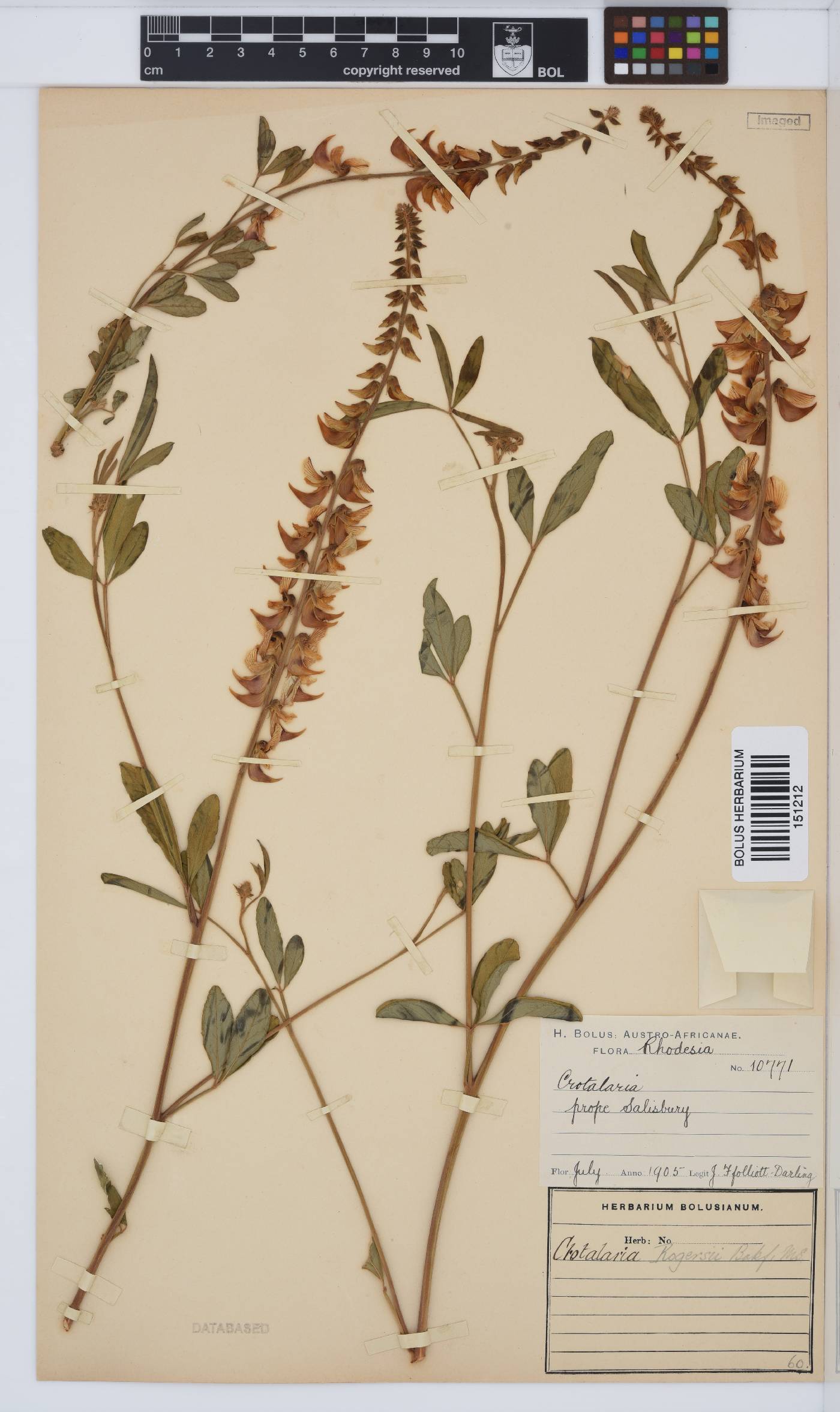 Crotalaria rogersii image