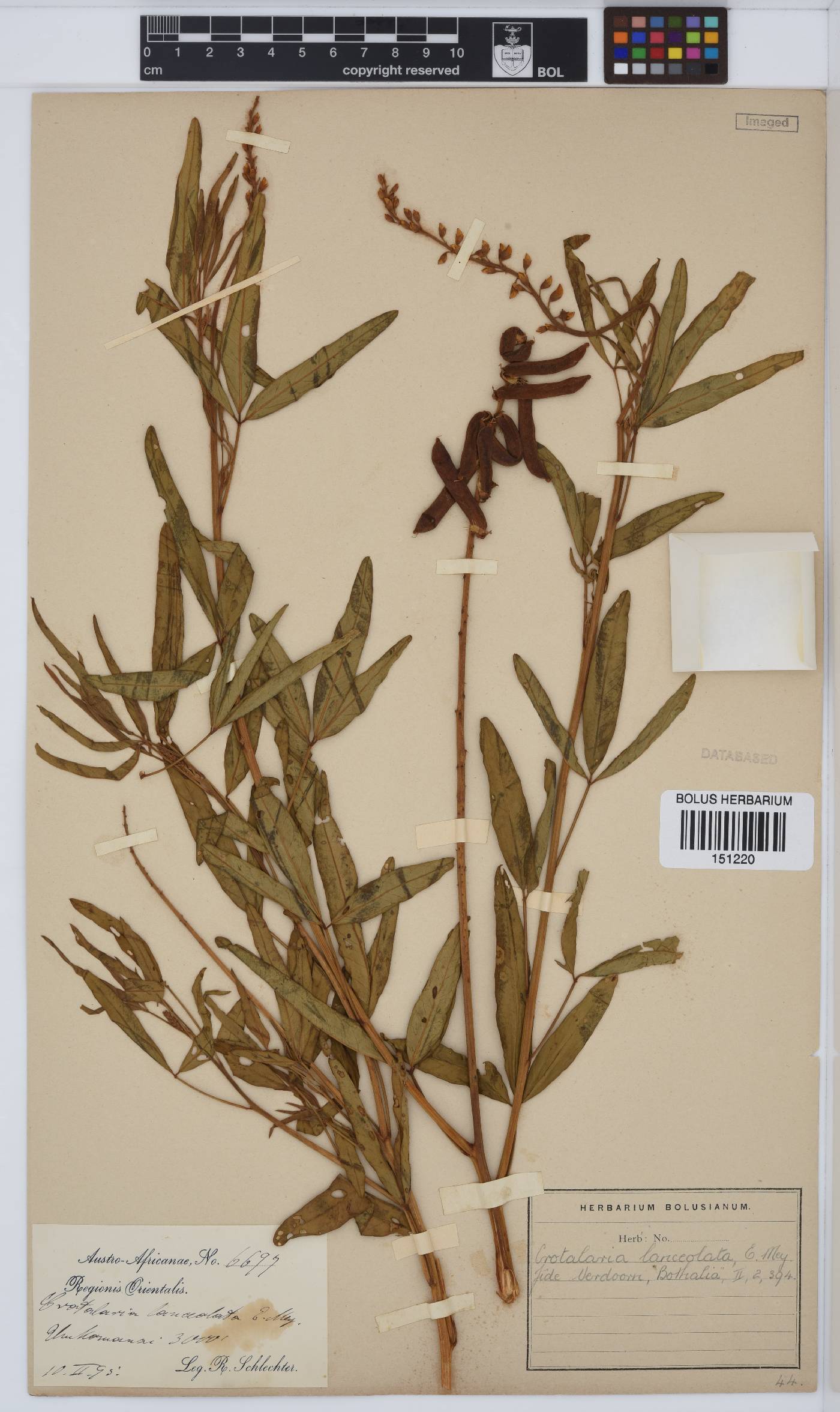 Crotalaria lanceolata subsp. lanceolata image