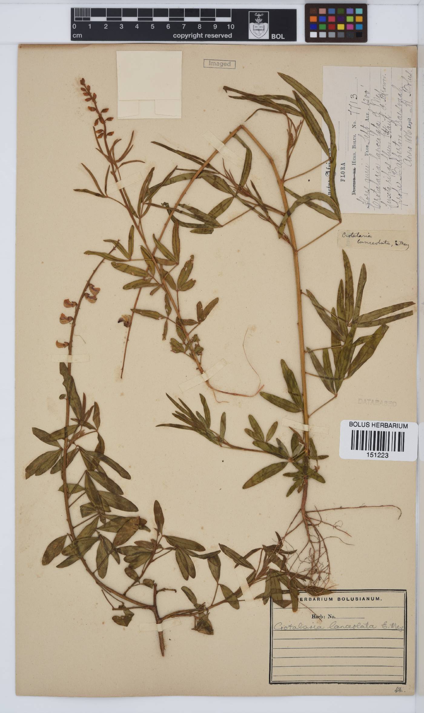 Crotalaria lanceolata subsp. lanceolata image