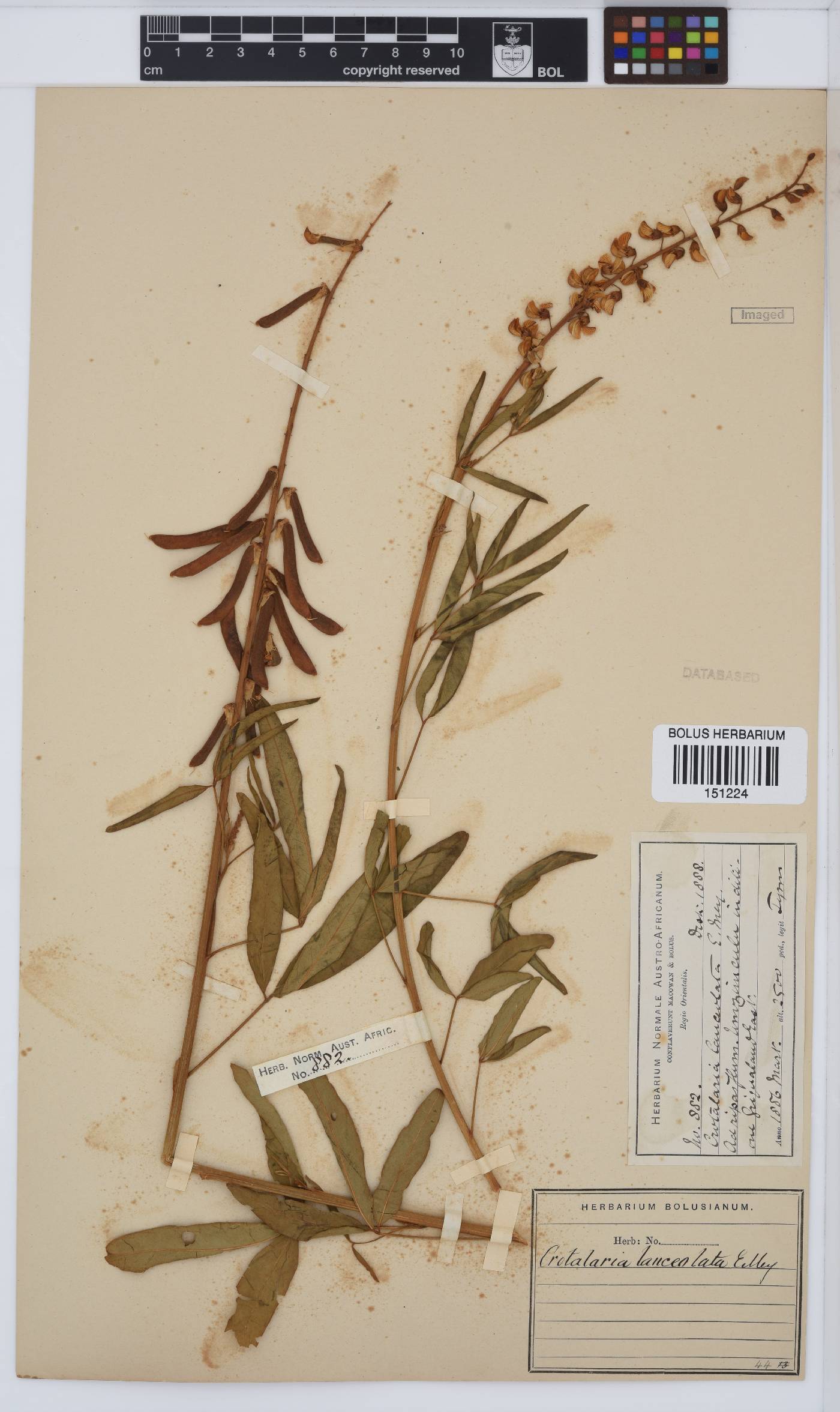 Crotalaria lanceolata subsp. lanceolata image