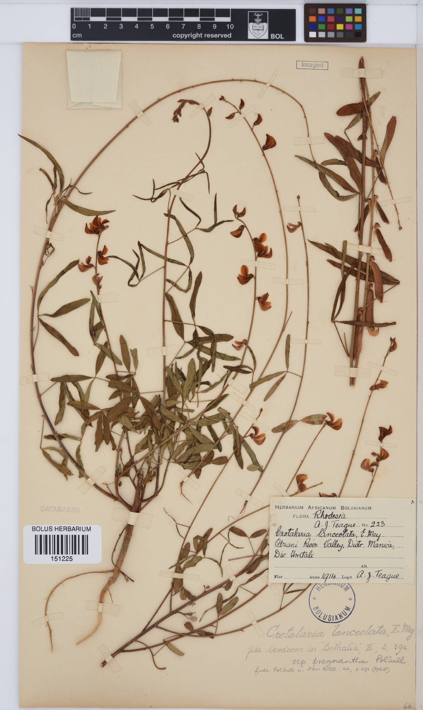 Crotalaria lanceolata subsp. prognatha image