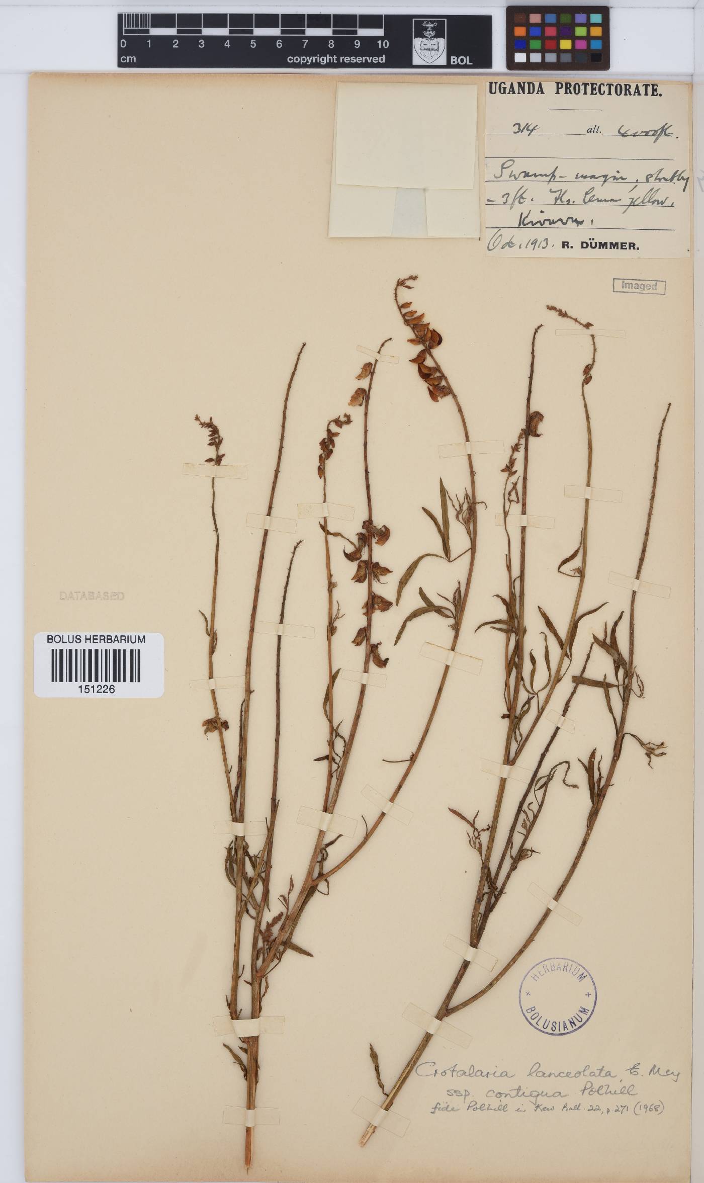 Crotalaria lanceolata subsp. contigua image