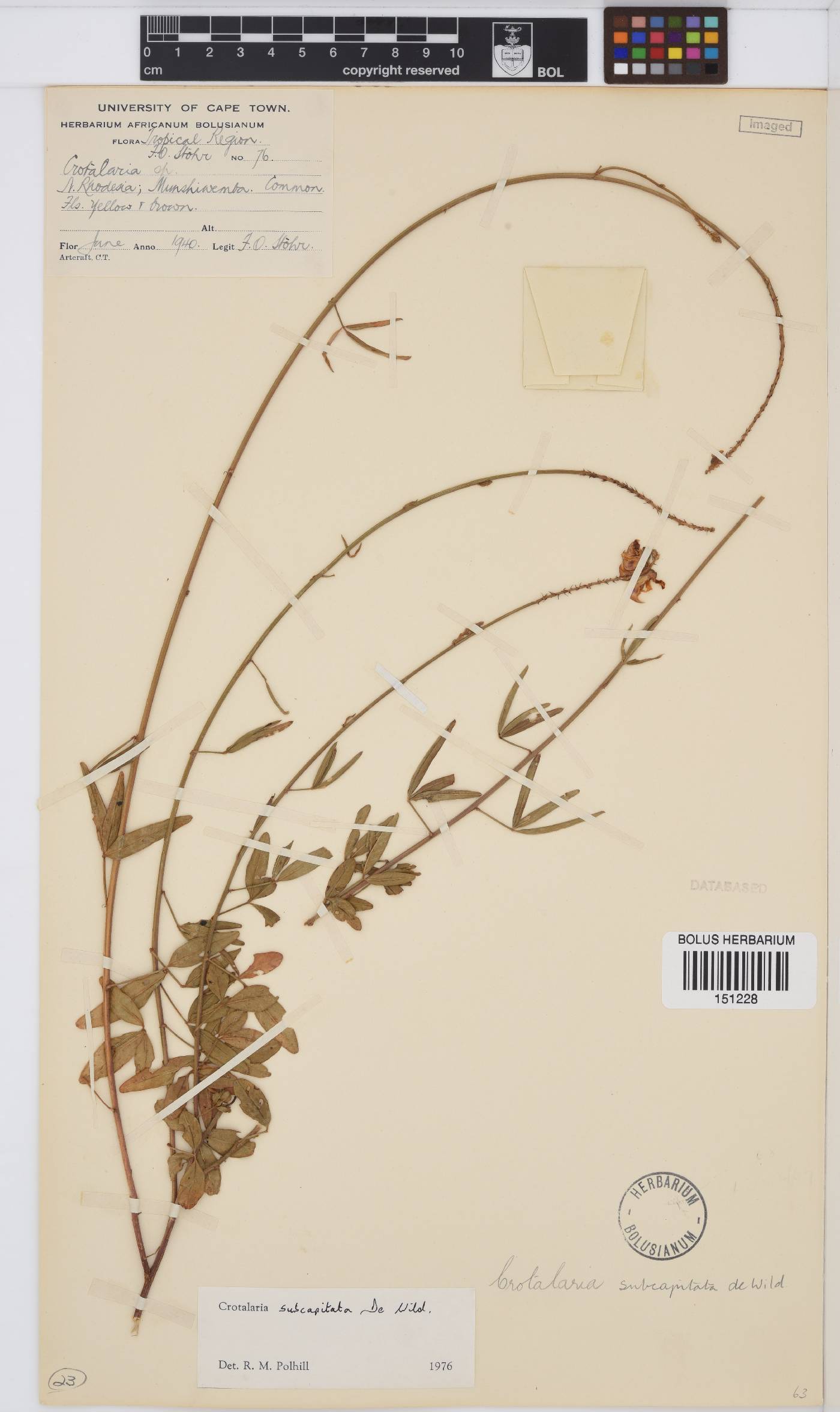 Crotalaria subcapitata image