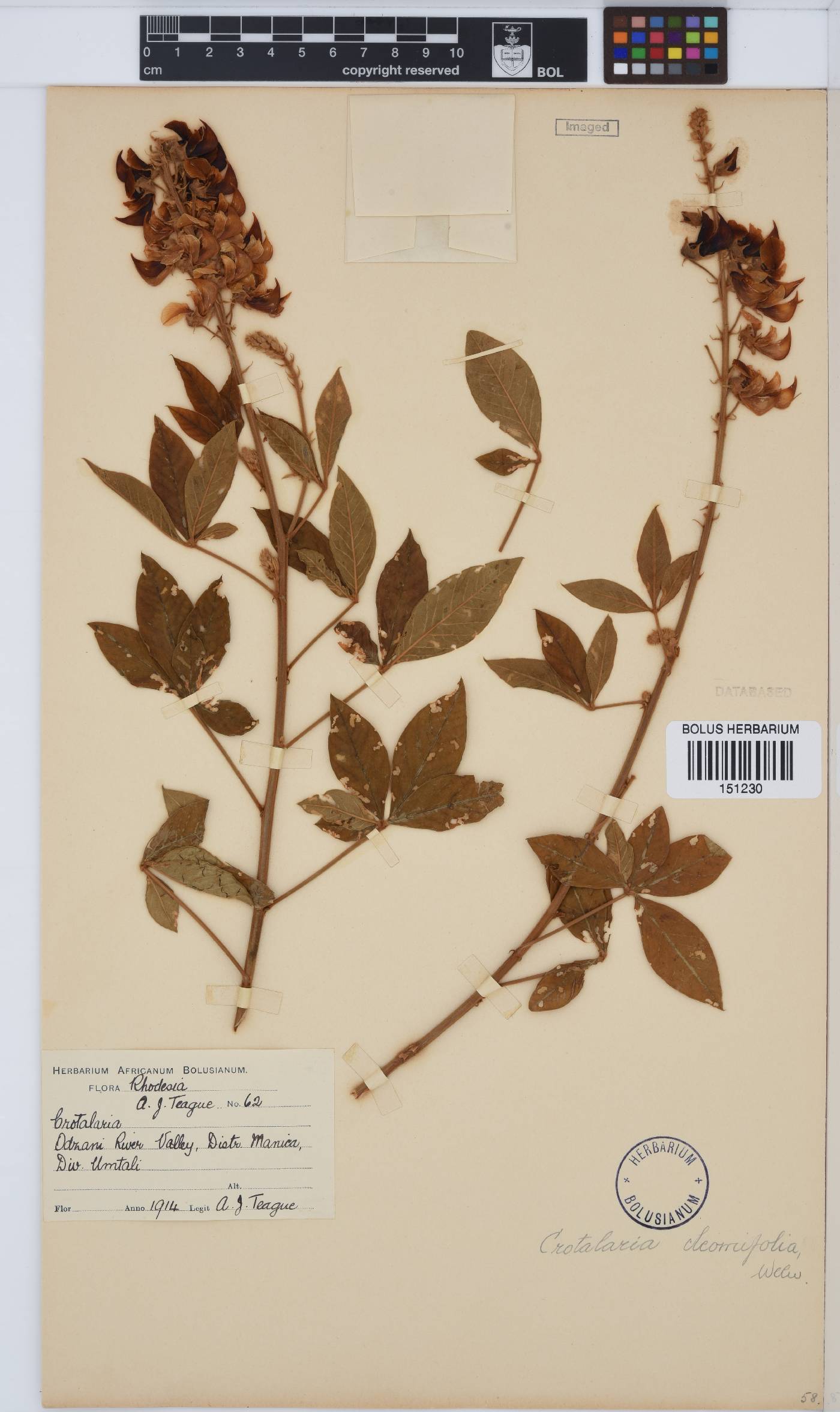 Crotalaria cleomifolia image