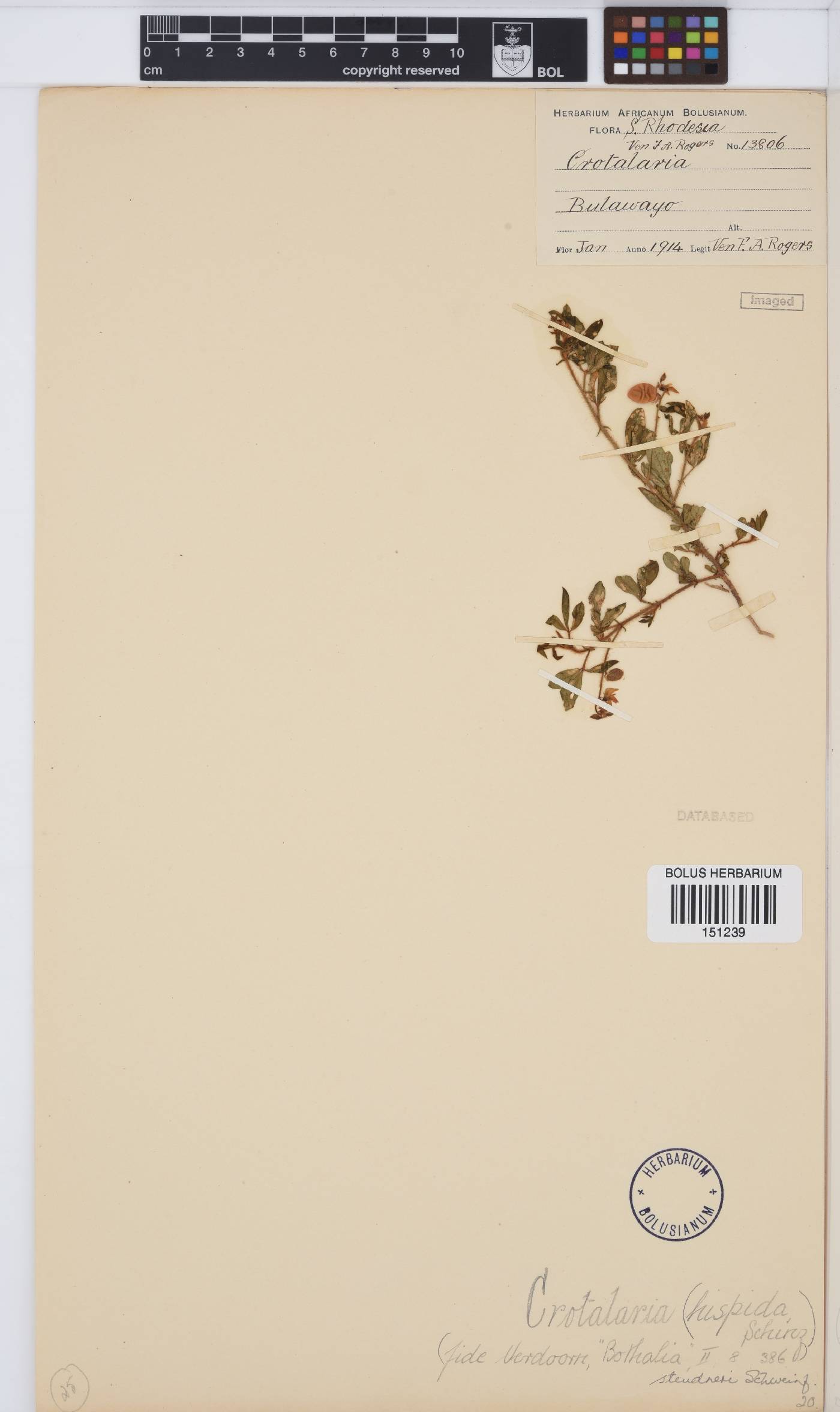 Crotalaria steudneri image