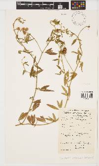 Crotalaria steudneri image