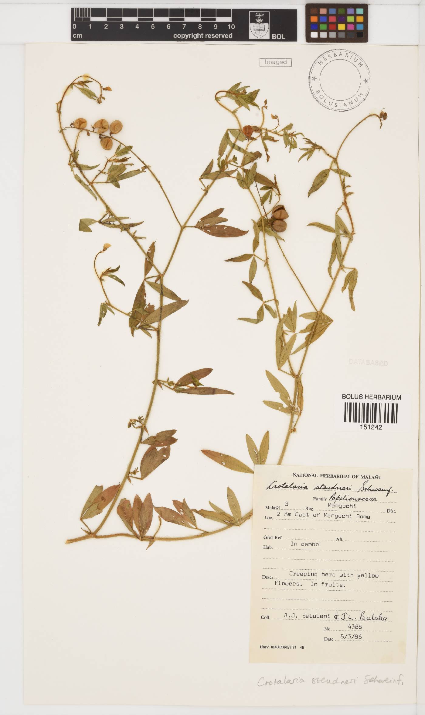 Crotalaria steudneri image