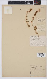 Crotalaria schinzii image