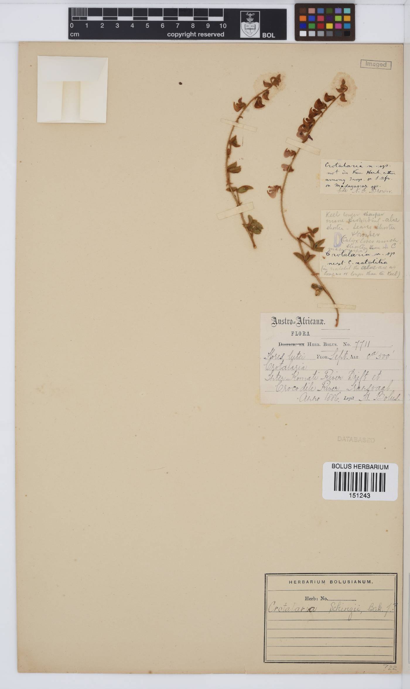 Crotalaria schinzii image