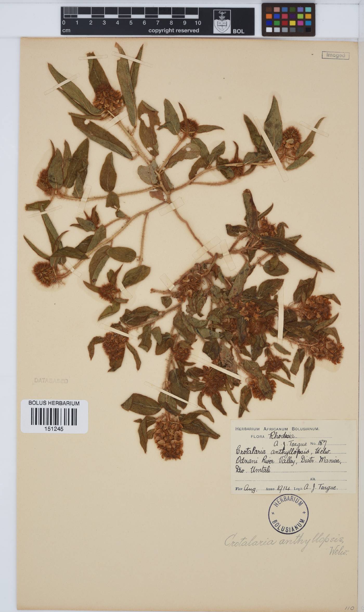 Crotalaria anthyllopsis image
