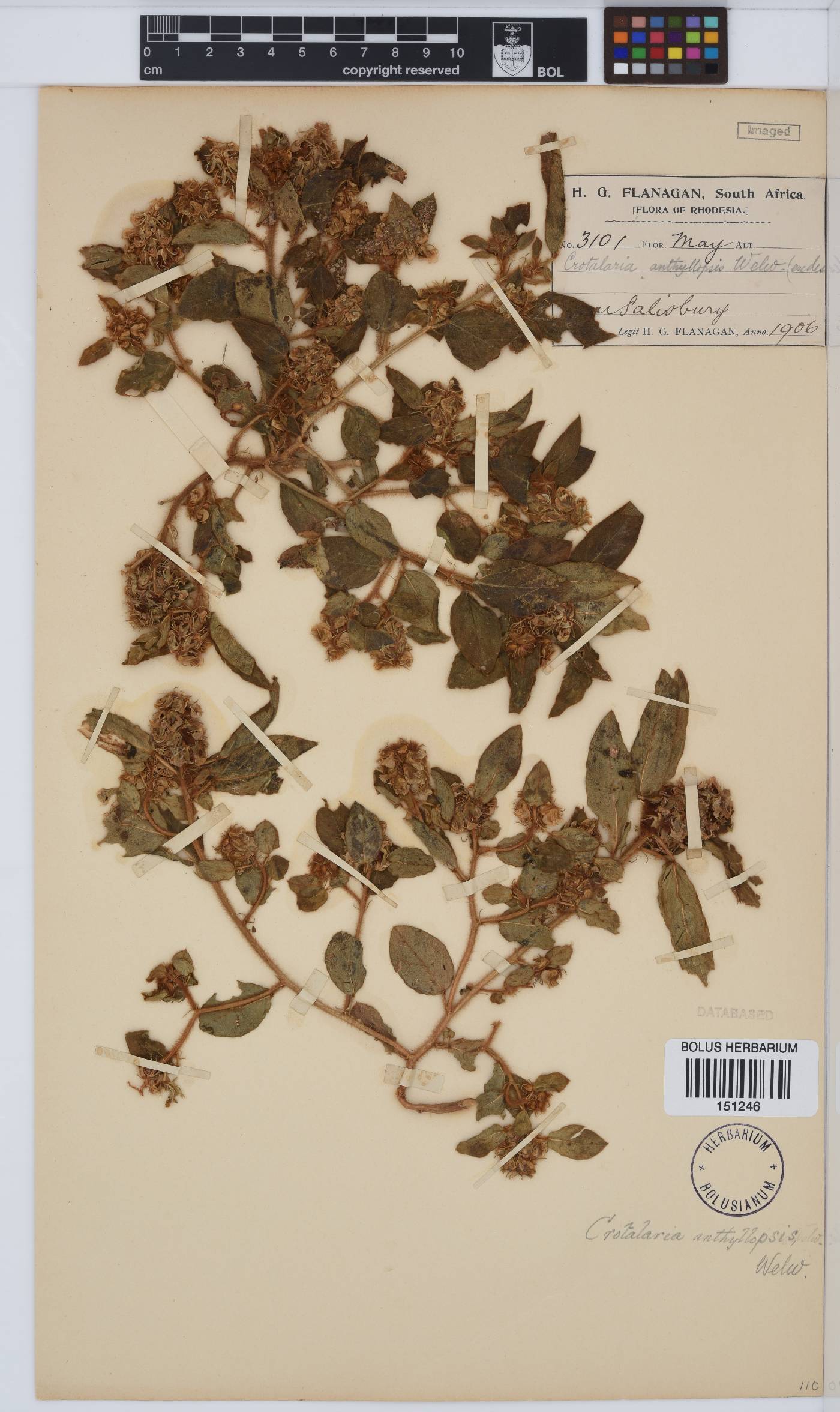 Crotalaria anthyllopsis image