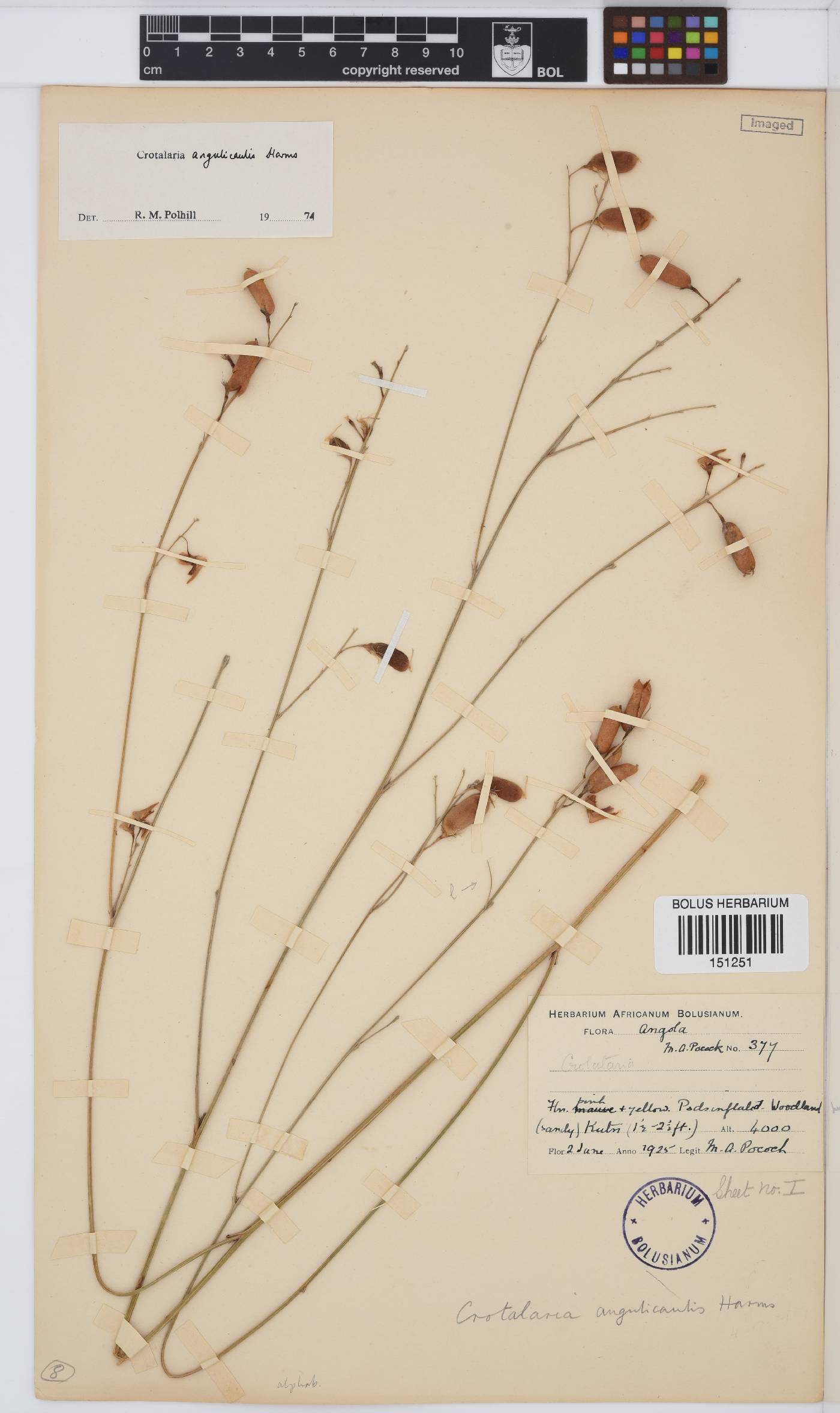 Crotalaria angulicaulis image