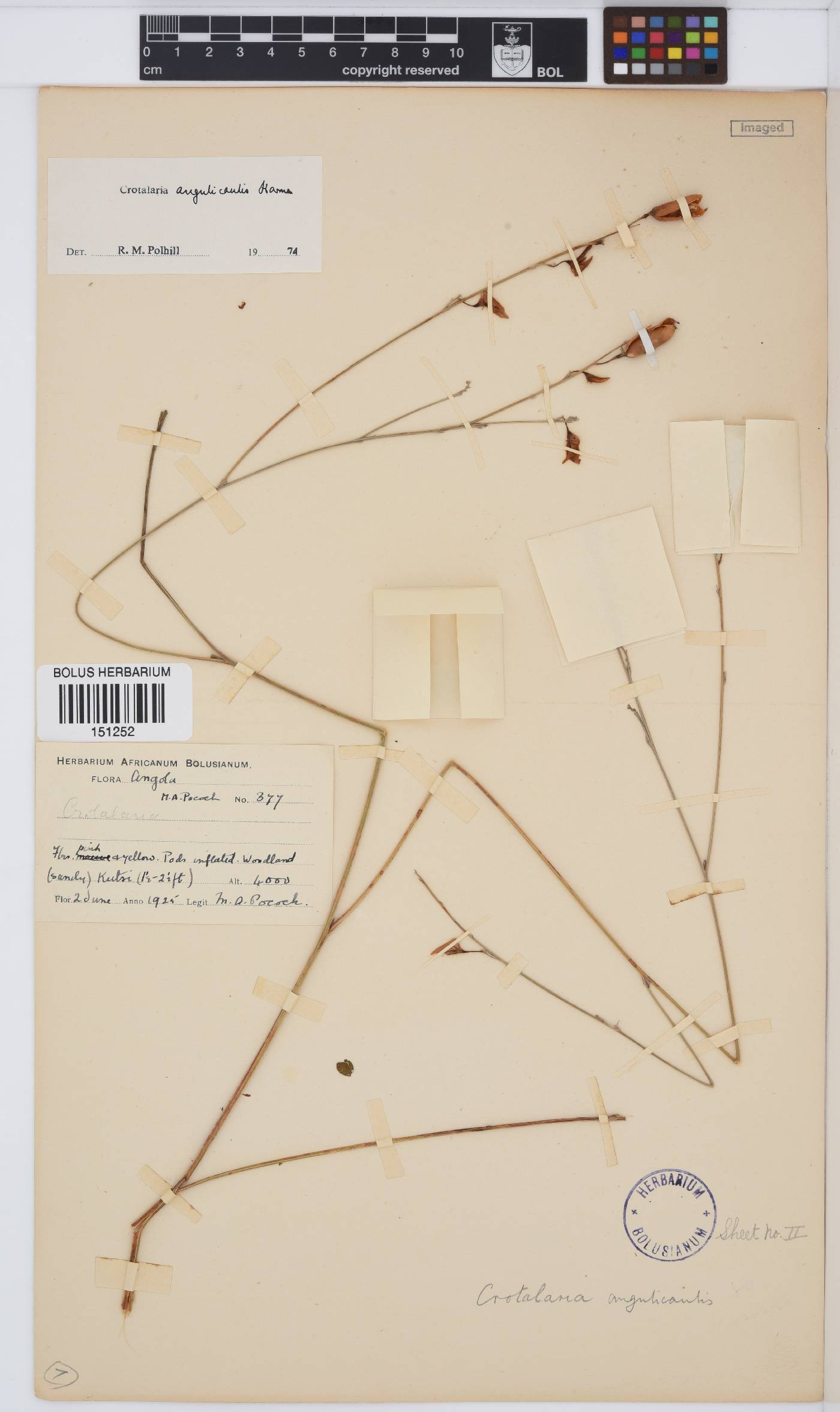 Crotalaria angulicaulis image