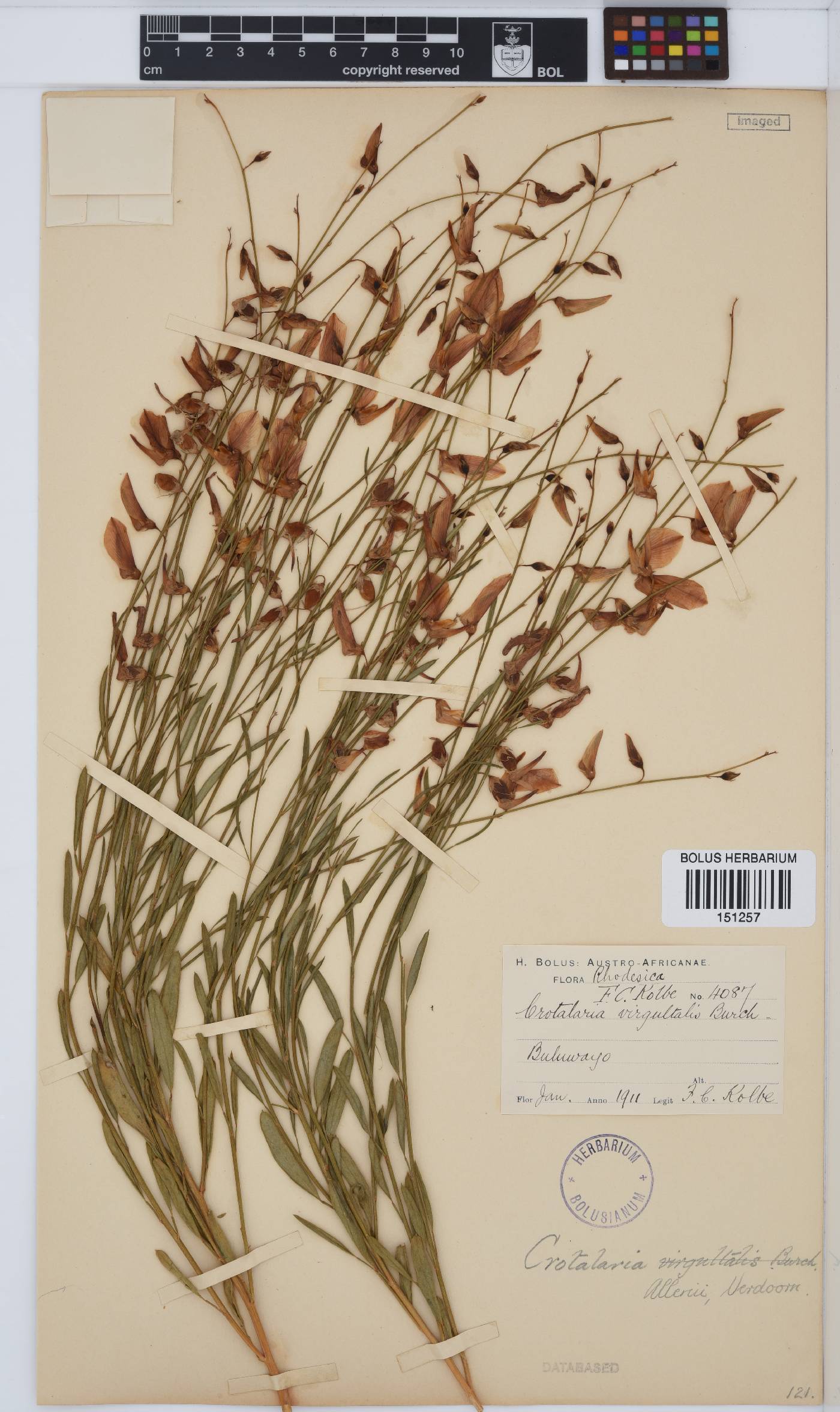 Crotalaria orientalis subsp. allenii image