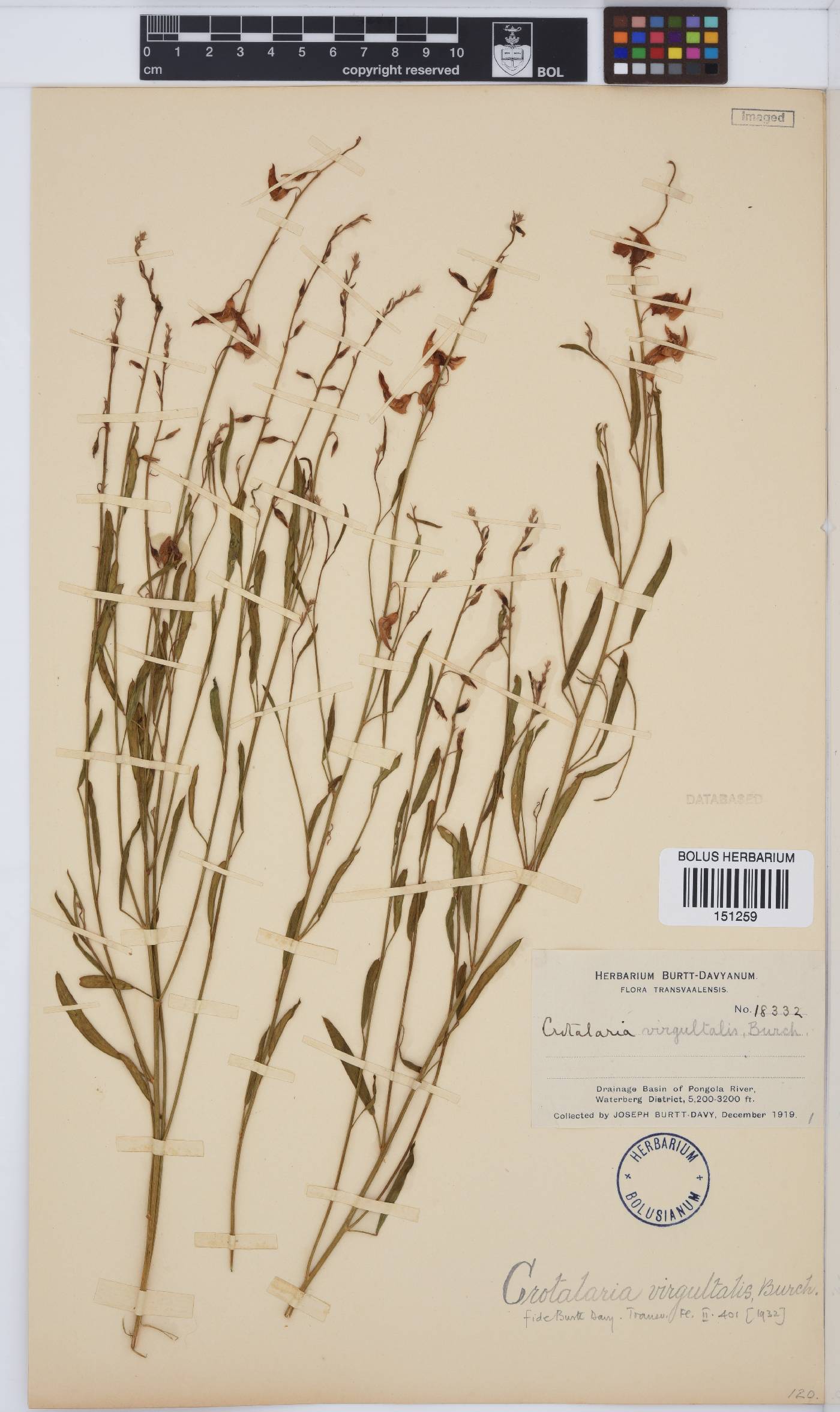 Crotalaria virgultalis image