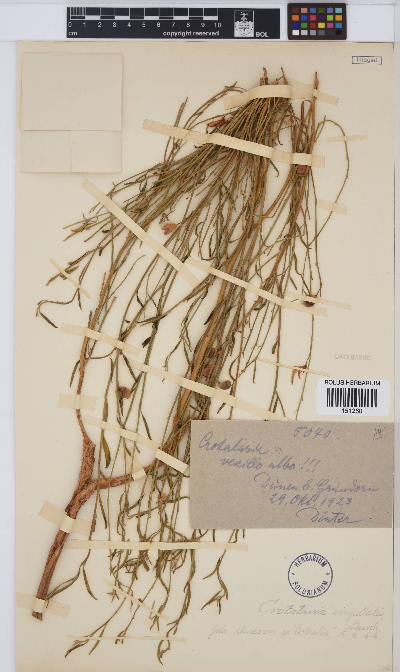 Crotalaria virgultalis image